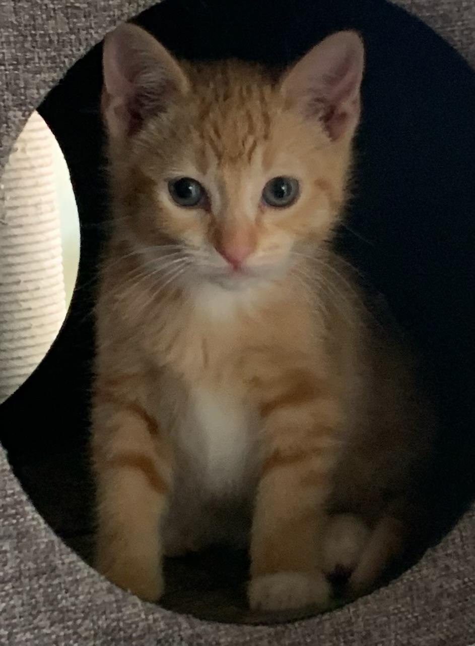 Enlarge Shaun, a ADOPTABLE Tabby in Pasco, WA image 4/5