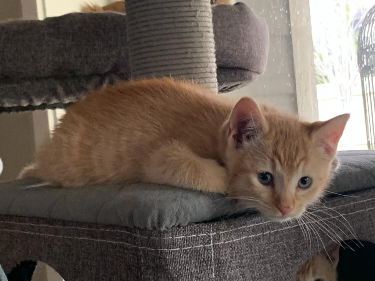 Enlarge Shaun, a ADOPTABLE Tabby in Pasco, WA image 3/5