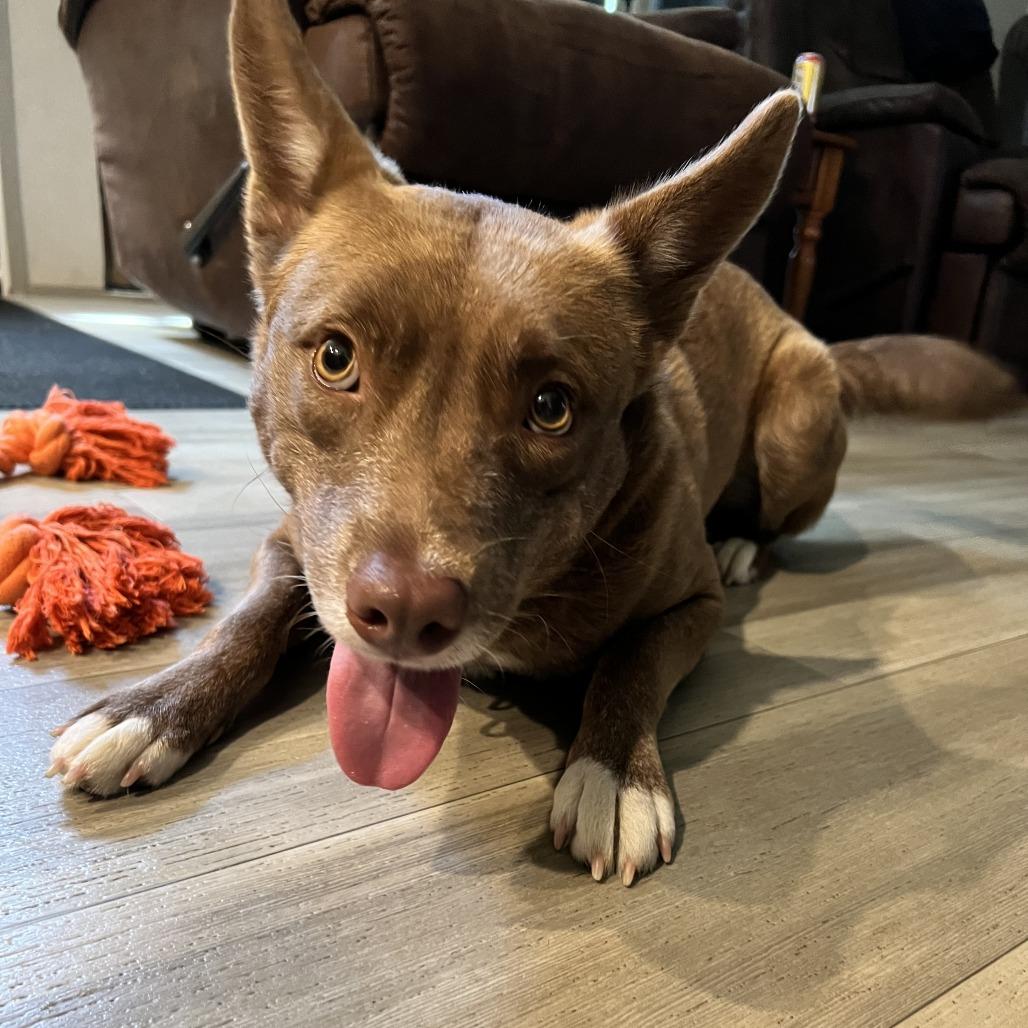 Enlarge Skye, a Adoptable Mixed Breed in Saint Charles, MO image 1/6