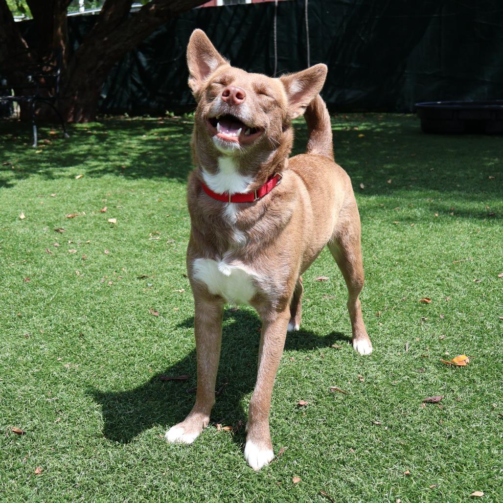 Enlarge Skye, a Adoptable Mixed Breed in Saint Charles, MO image 2/6