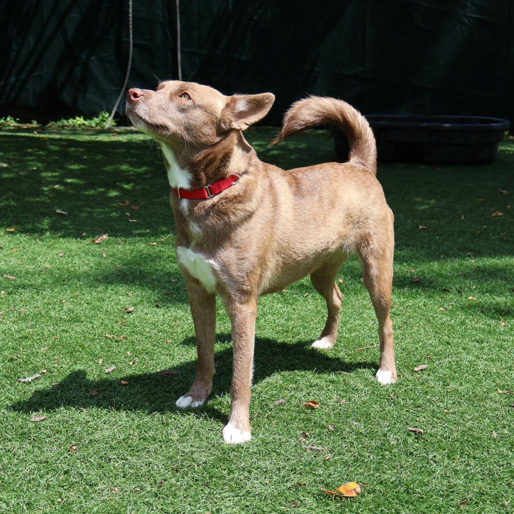 Enlarge Skye, a Adoptable Mixed Breed in Saint Charles, MO image 3/6