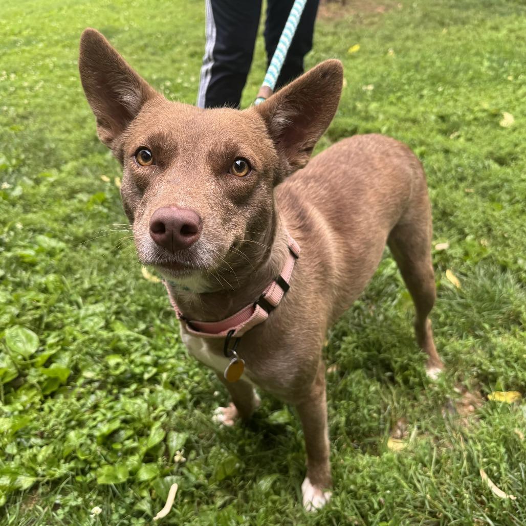 Enlarge Skye, a Adoptable Mixed Breed in Saint Charles, MO image 4/6