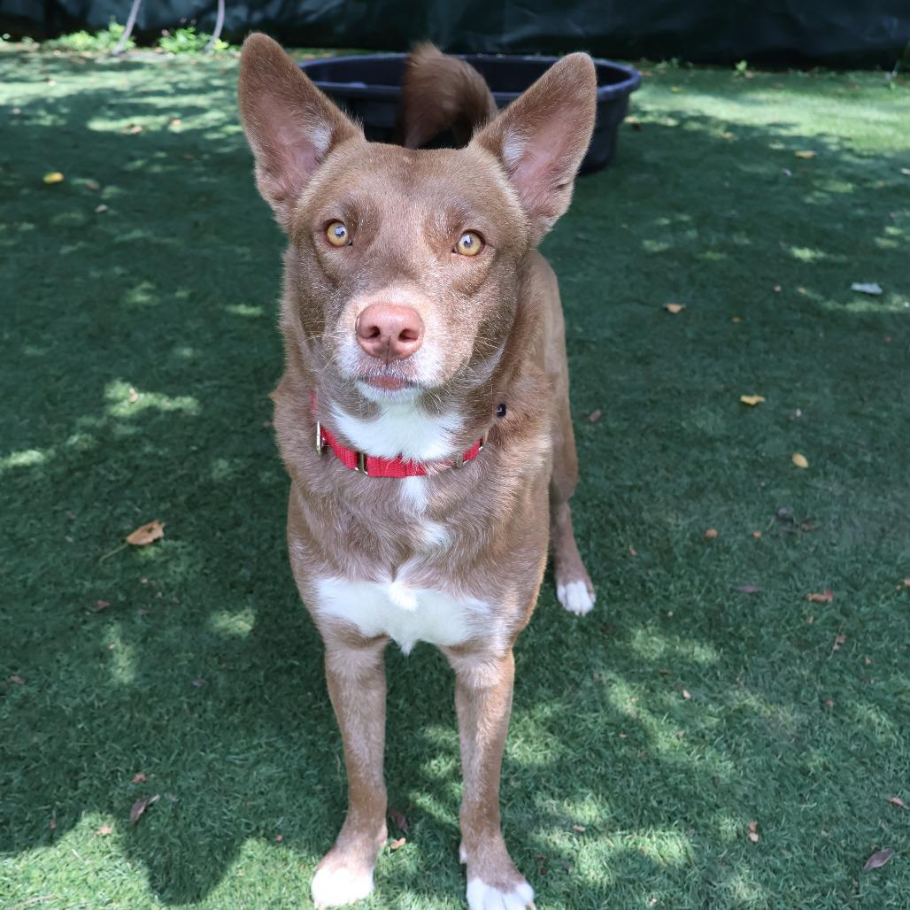 Enlarge Skye, a Adoptable Mixed Breed in Saint Charles, MO image 5/6
