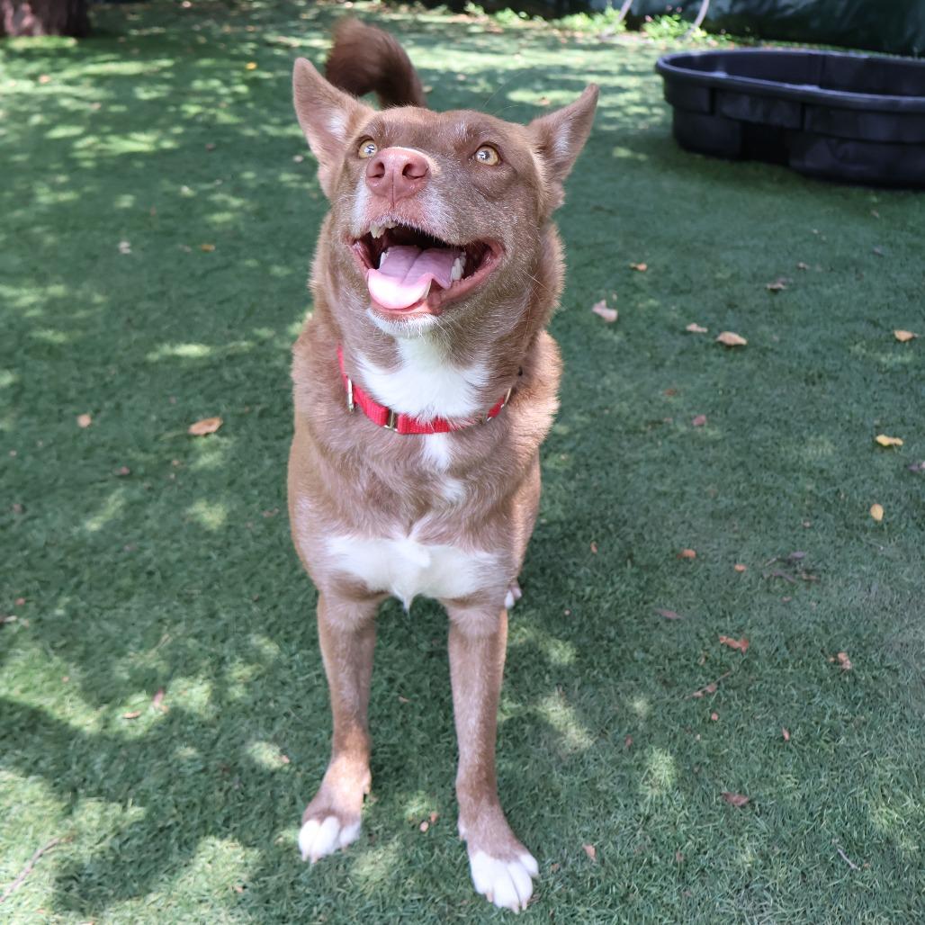 Enlarge Skye, a Adoptable Mixed Breed in Saint Charles, MO image 6/6