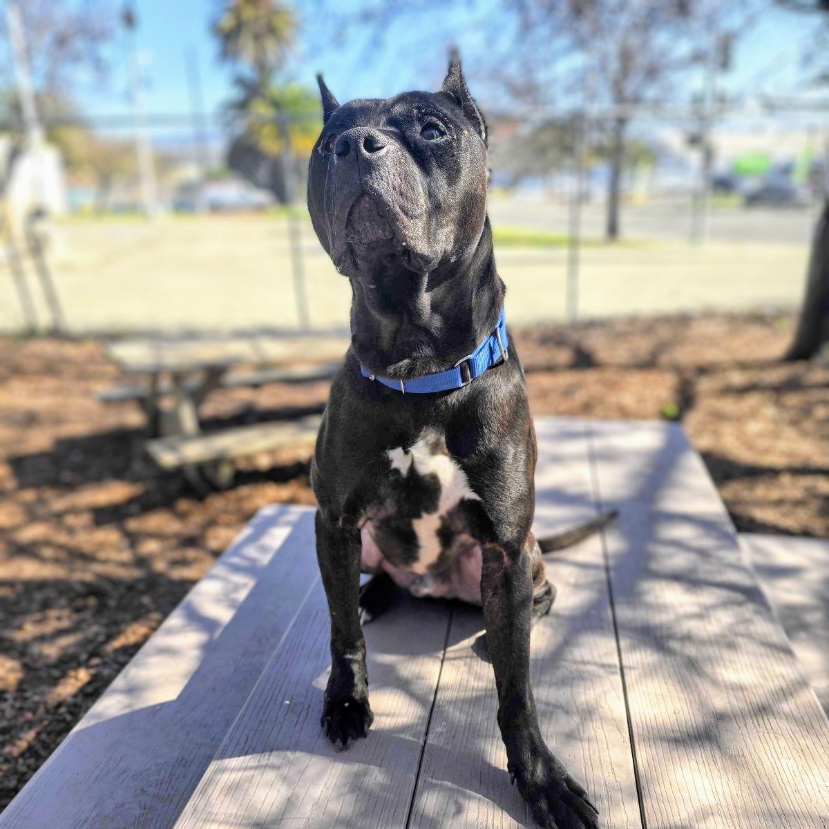 Enlarge Rook, a Adoptable Pit Bull Terrier in Oakland, CA image 1/5