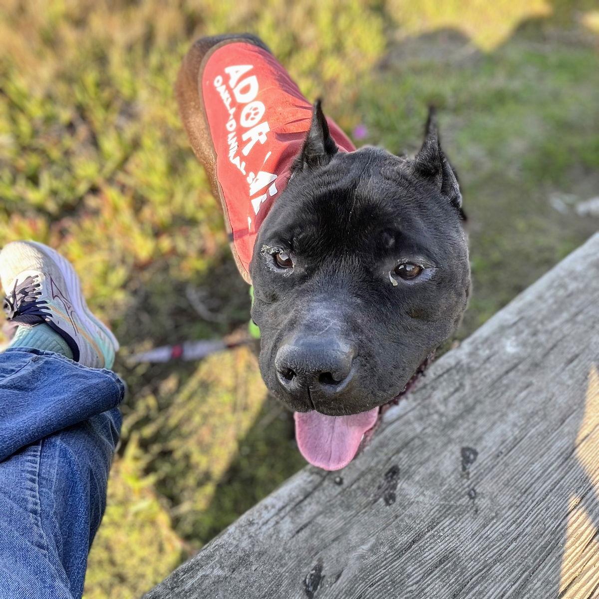 Enlarge Rook, a Adoptable Pit Bull Terrier in Oakland, CA image 3/5