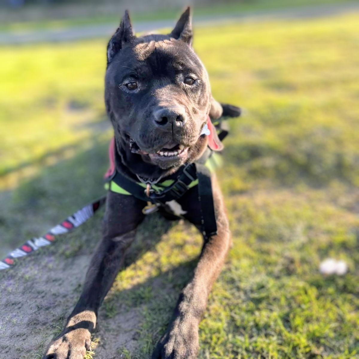 Enlarge Rook, a Adoptable Pit Bull Terrier in Oakland, CA image 5/5