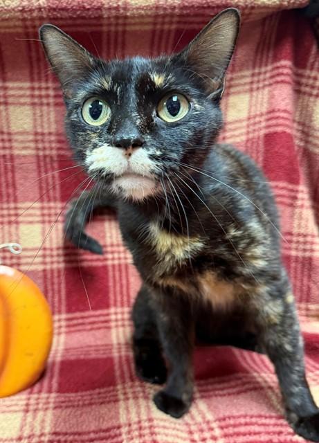 PINK PALACE, Adoptable, Young Female Domestic Short Hair.