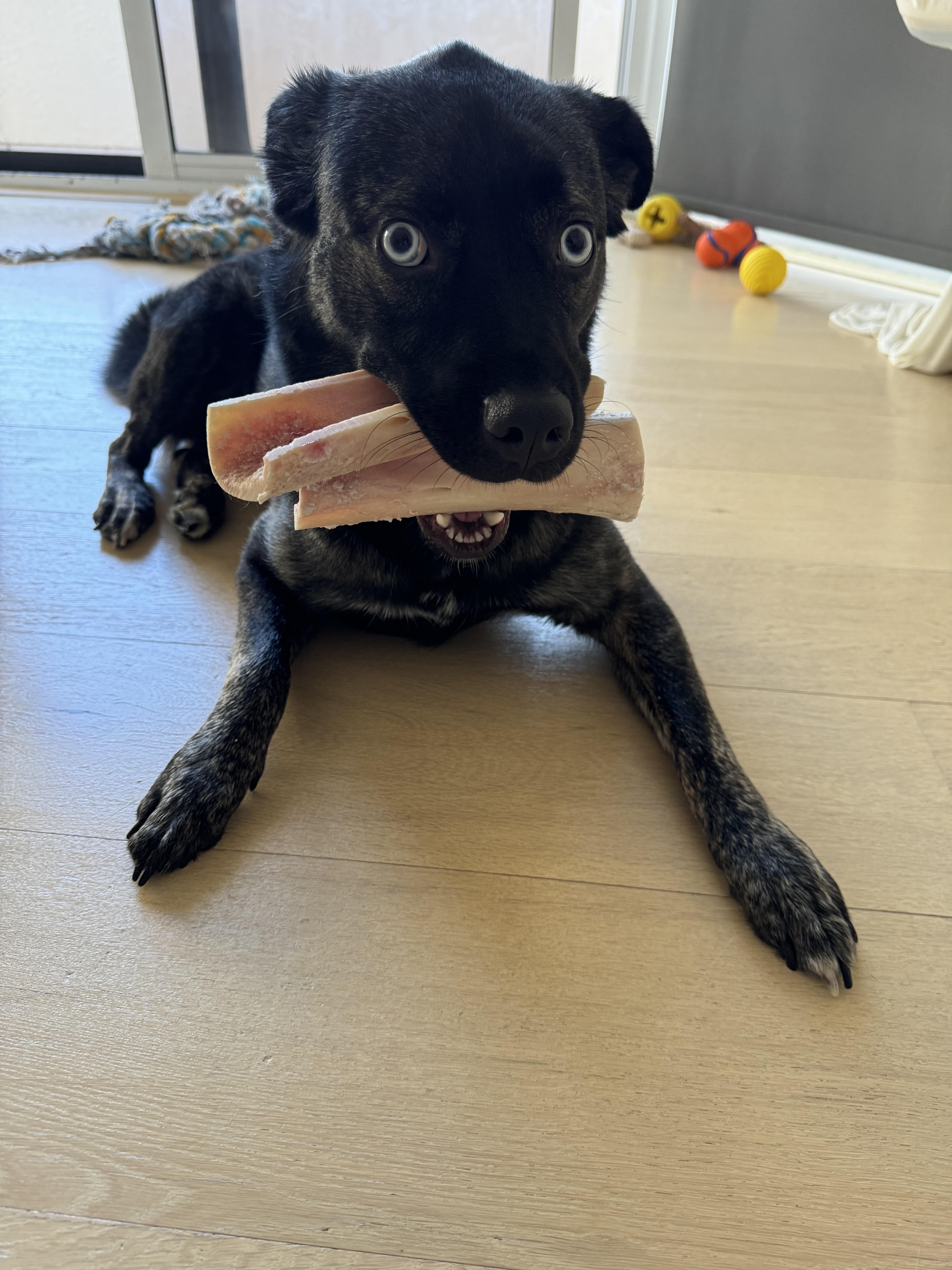 Bella, Adoptable, Young Female Australian Kelpie & Australian Shepherd.