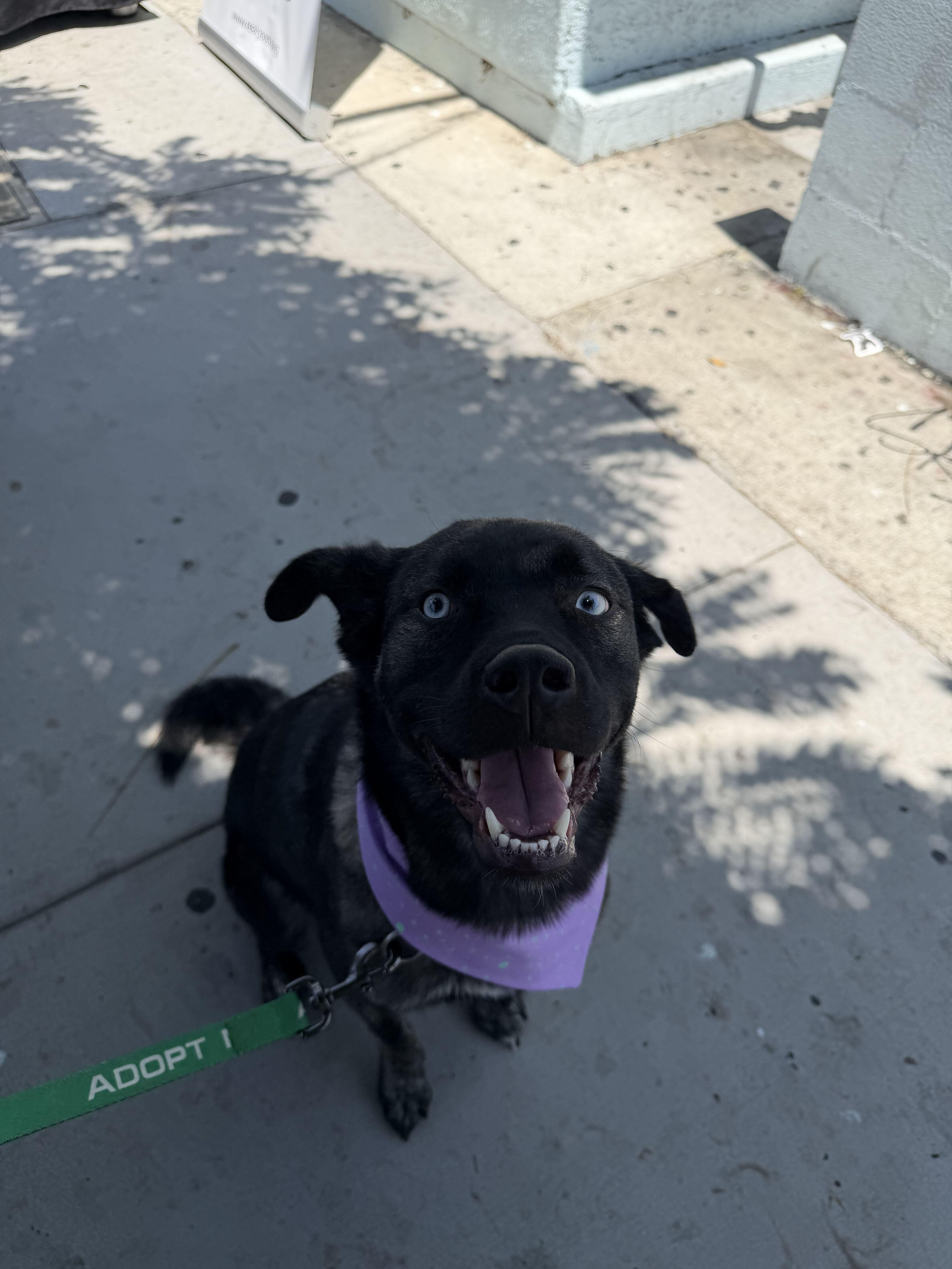 Bella, a Adoptable mixed breed in West Hollywood, CA image 5/6
