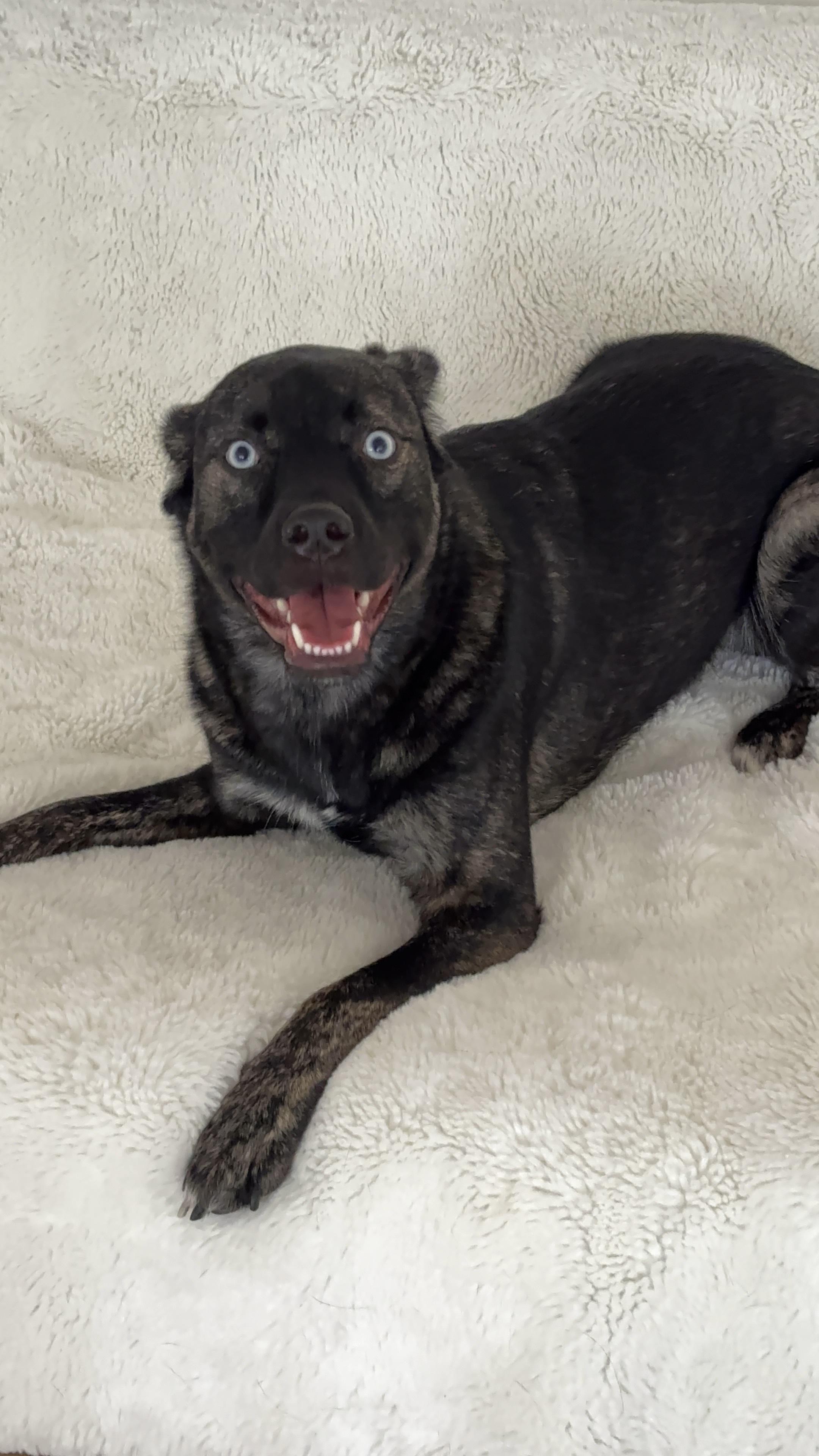 Bella, a Adoptable mixed breed in West Hollywood, CA image 2/6