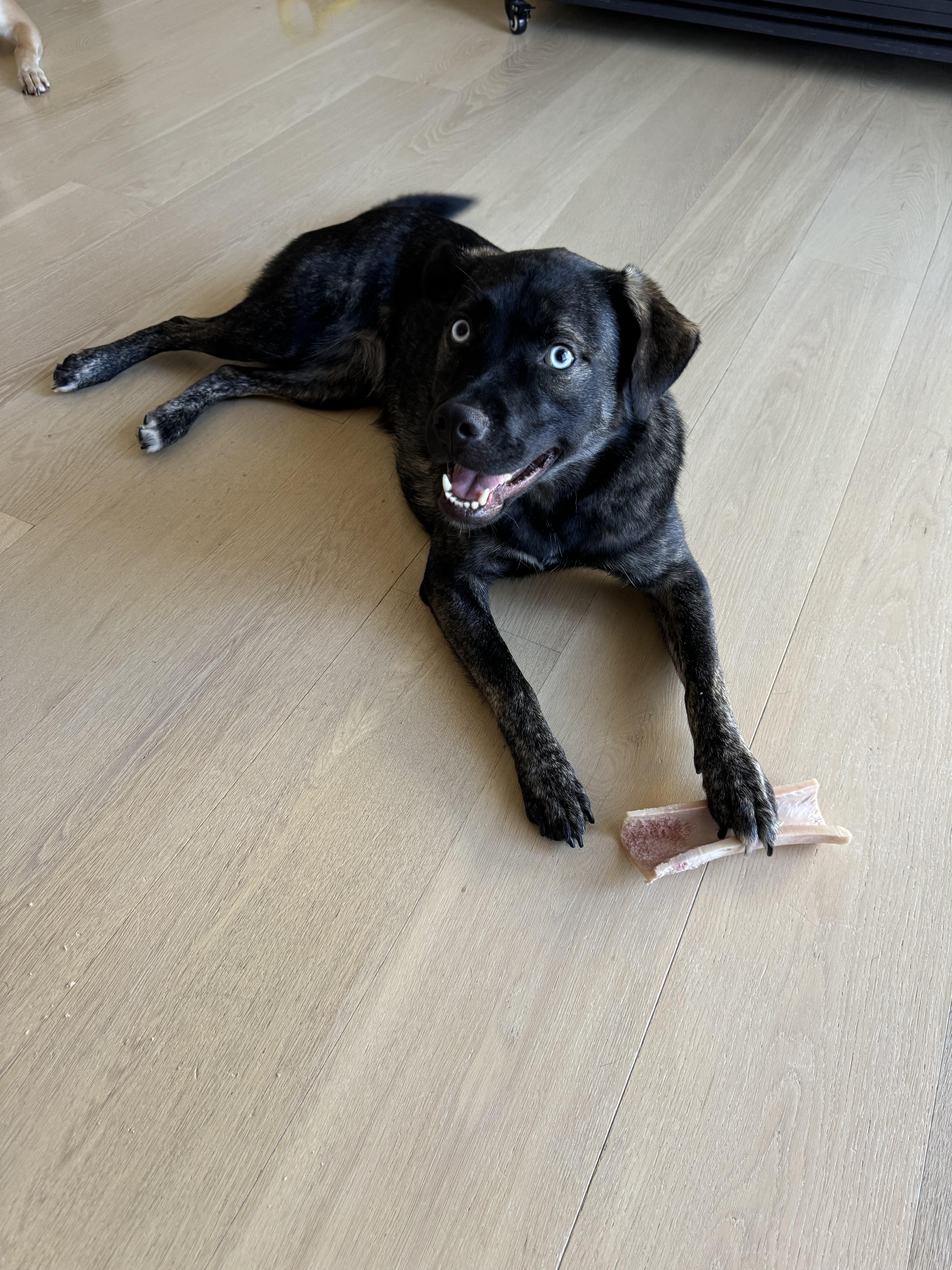 Bella, a Adoptable mixed breed in West Hollywood, CA image 6/6
