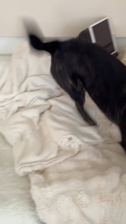 Enlarge Bella, a Adoptable mixed breed in West Hollywood, CA video 3/6