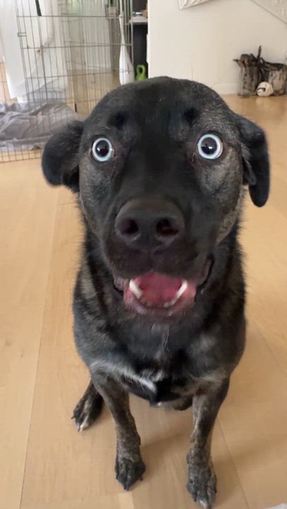 Enlarge Bella, a Adoptable mixed breed in West Hollywood, CA video 4/6