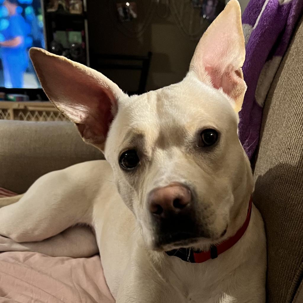 Pearl, a Adoptable mixed breed in Dodge City, KS image 1/3