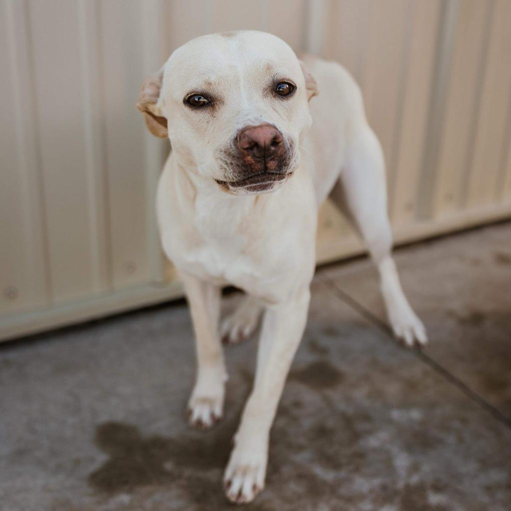 Pearl, a Adoptable mixed breed in Dodge City, KS image 3/3