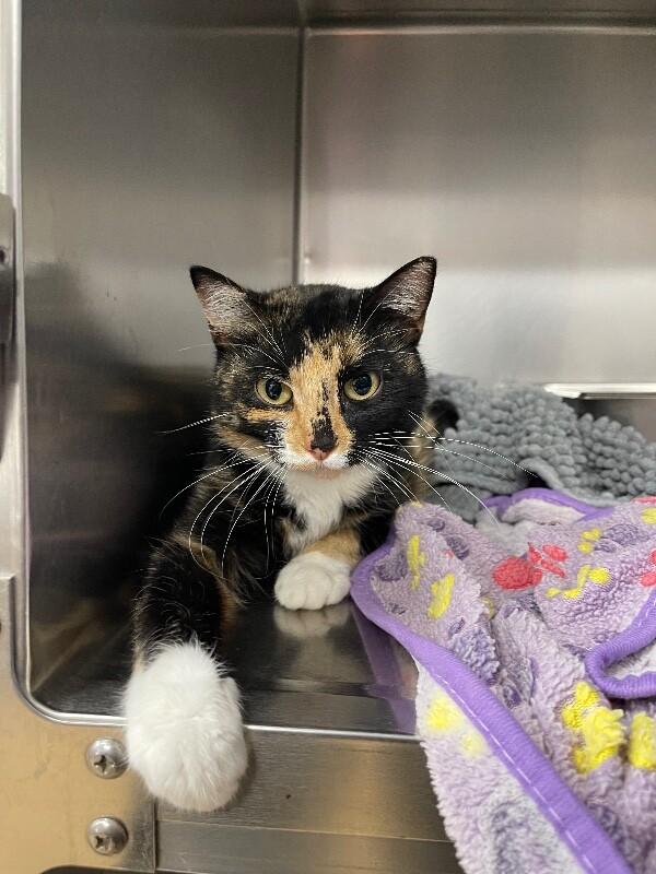 Enlarge Cauliflower, a ADOPTABLE Domestic Short Hair in Saint Charles, MO image 1/1