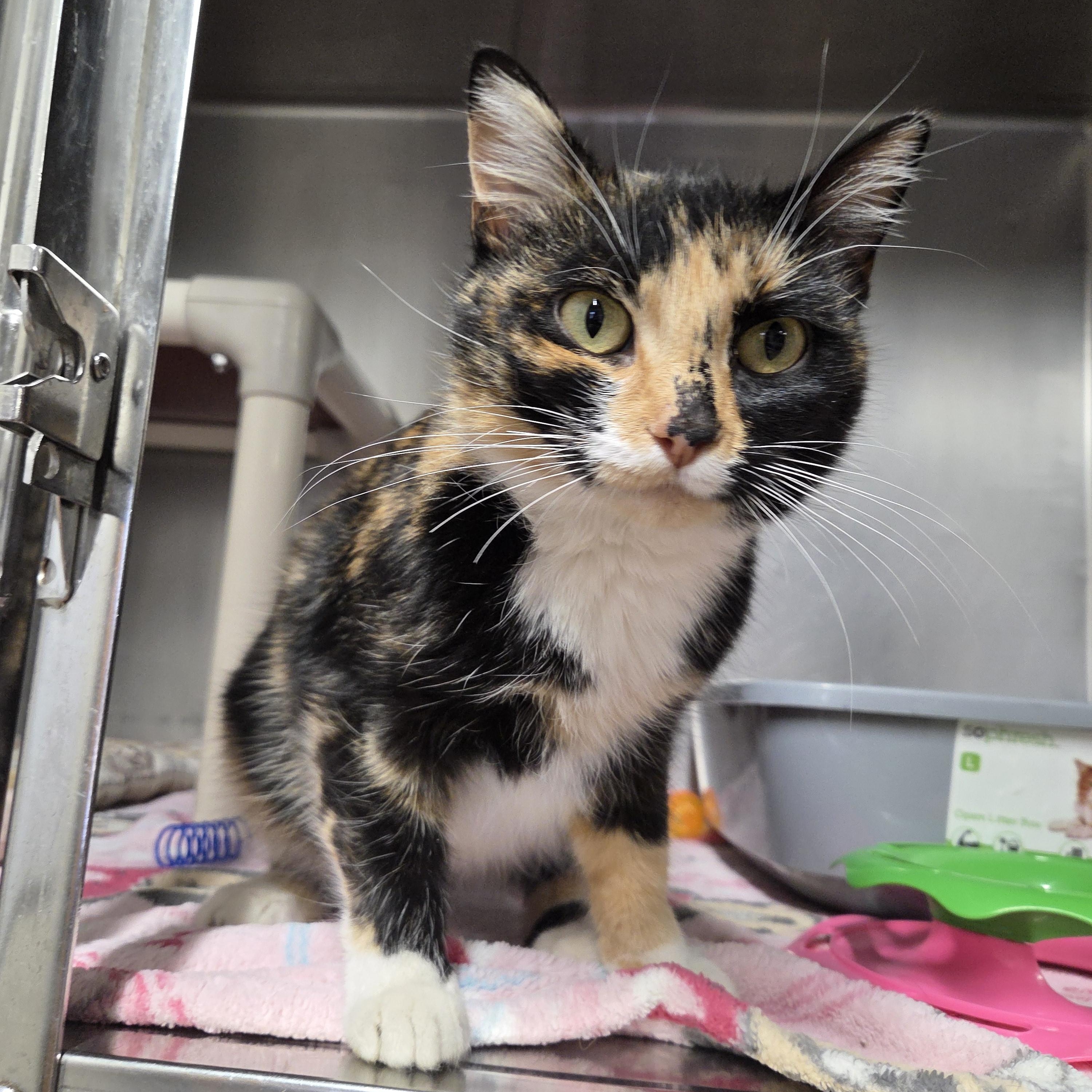 Cauliflower, ADOPTABLE, Young Female Domestic Short Hair.