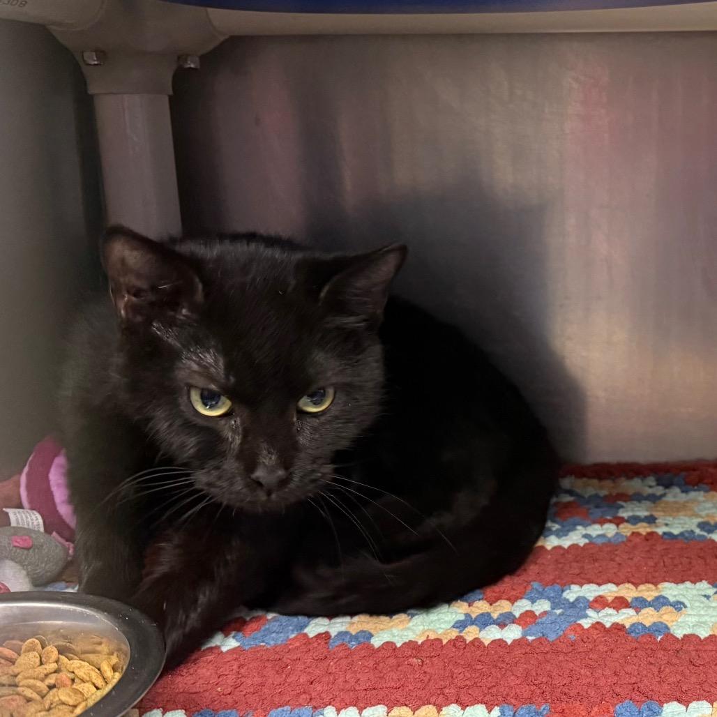 Enlarge Whiskey, a Adoptable Domestic Short Hair in Waynesburg, PA image 1/1