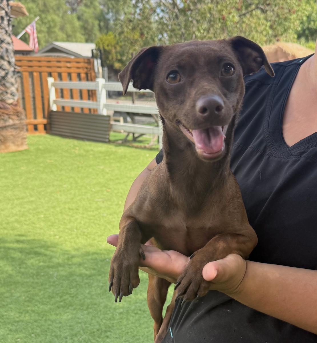 Winnie, Adoptable, Young Female Chihuahua.