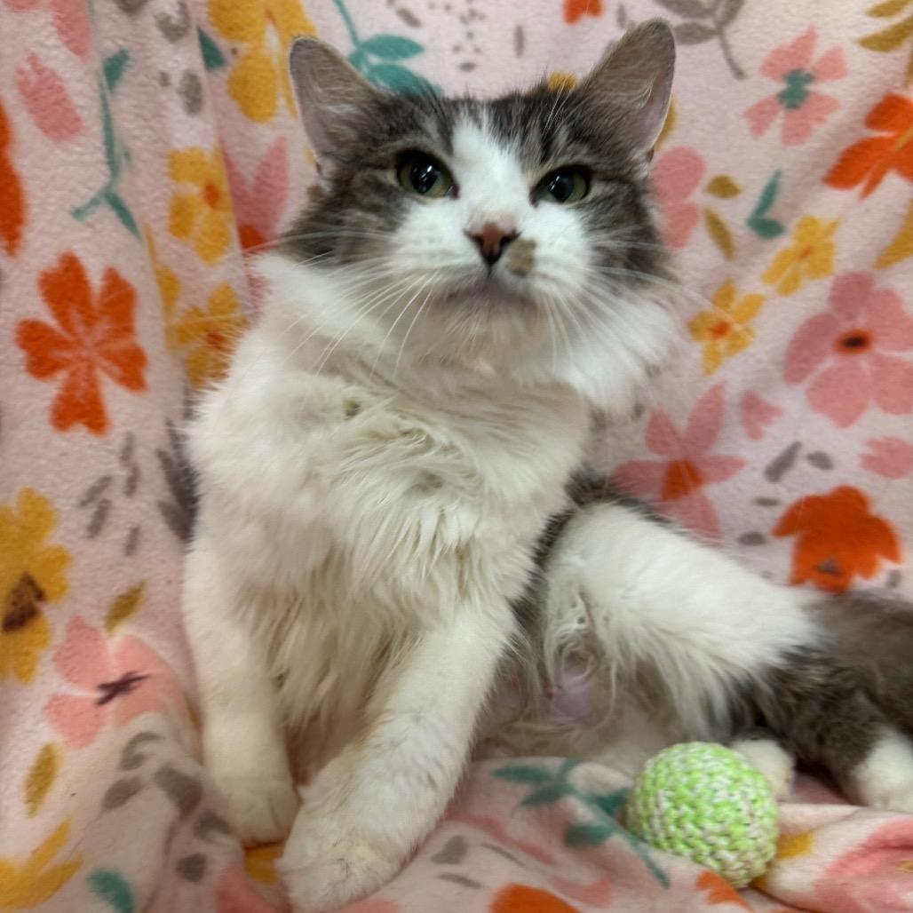 Angelica, Adoptable, Adult Female Norwegian Forest Cat & Maine Coon.