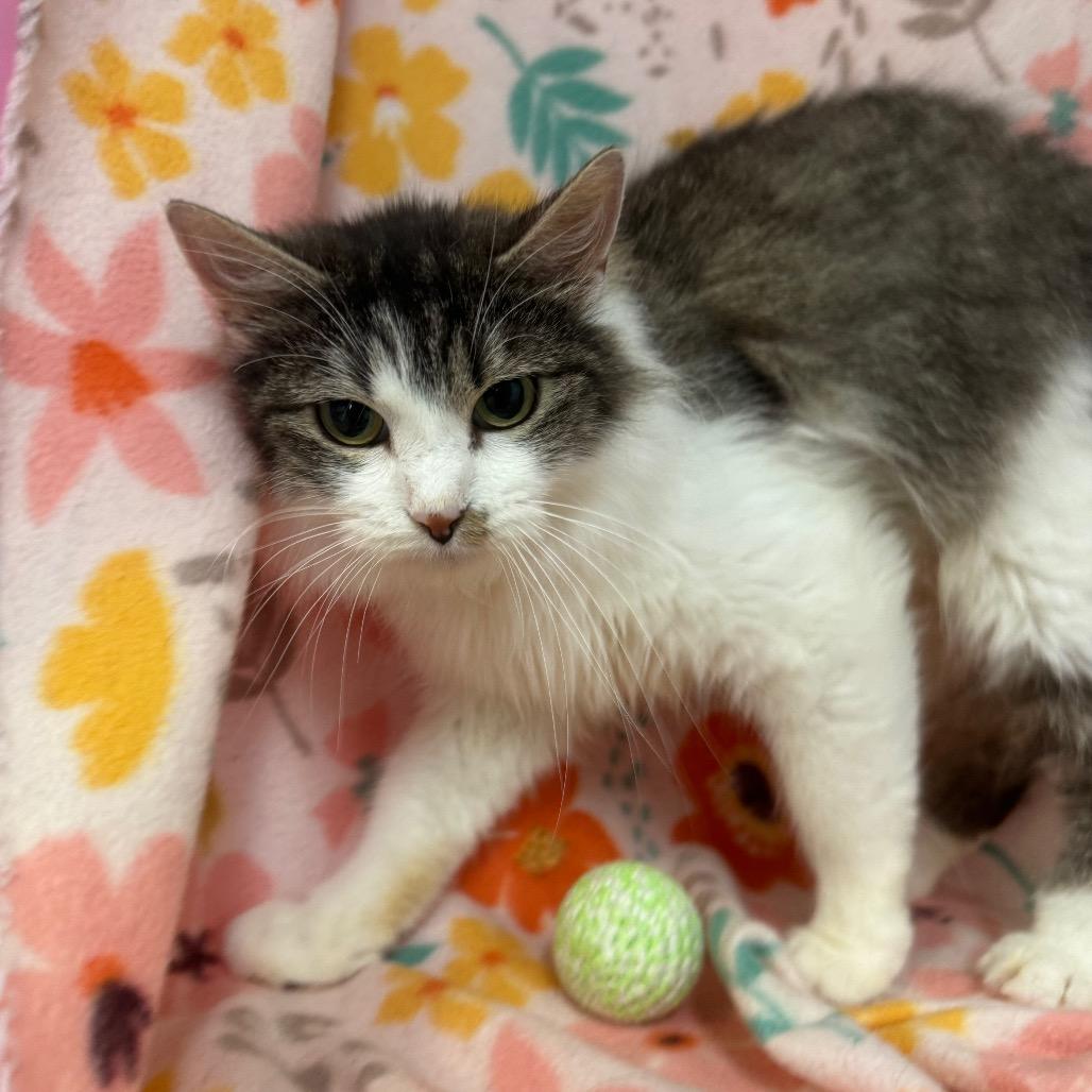 Angelica, a Adoptable mixed breed in Mount Vernon, IL image 2/5