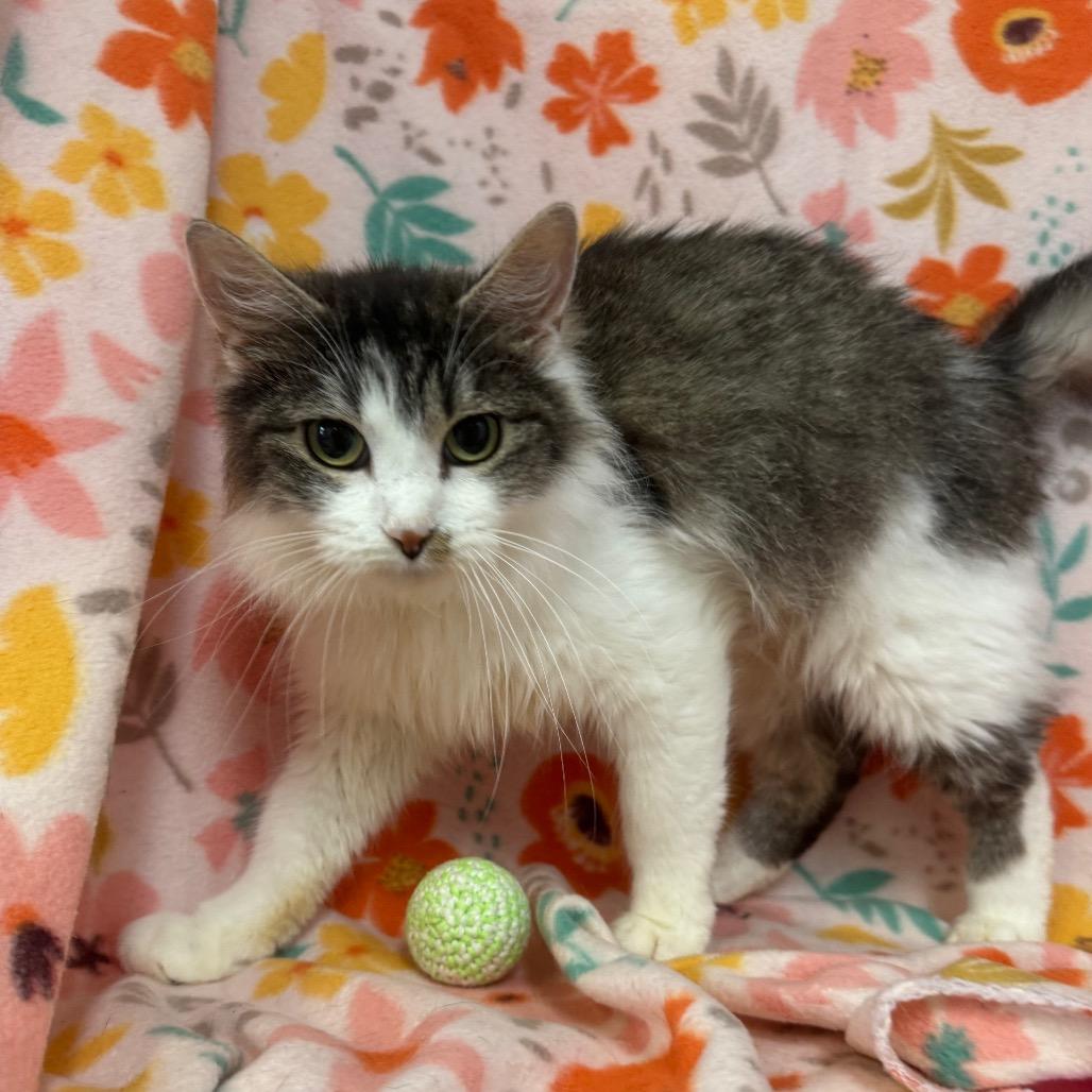 Angelica, a Adoptable mixed breed in Mount Vernon, IL image 3/5