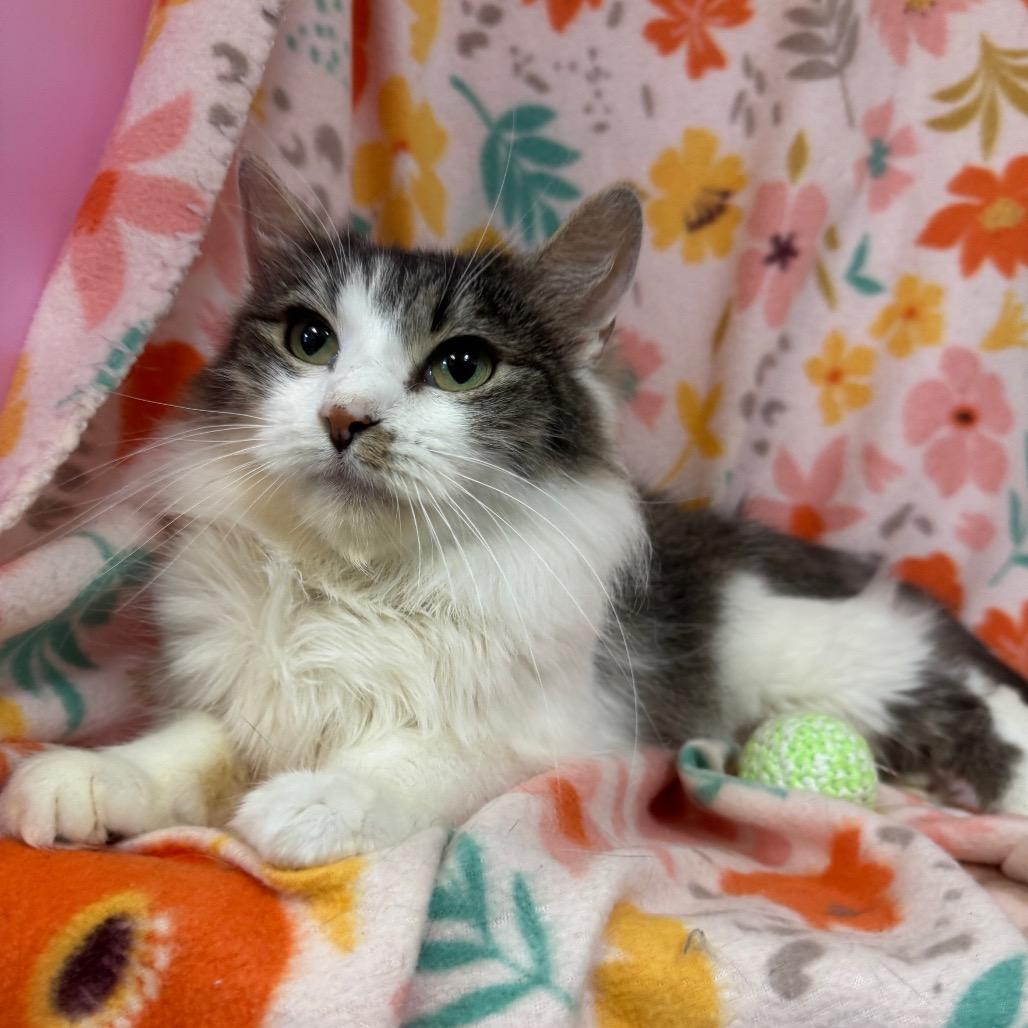 Angelica, a Adoptable mixed breed in Mount Vernon, IL image 4/5