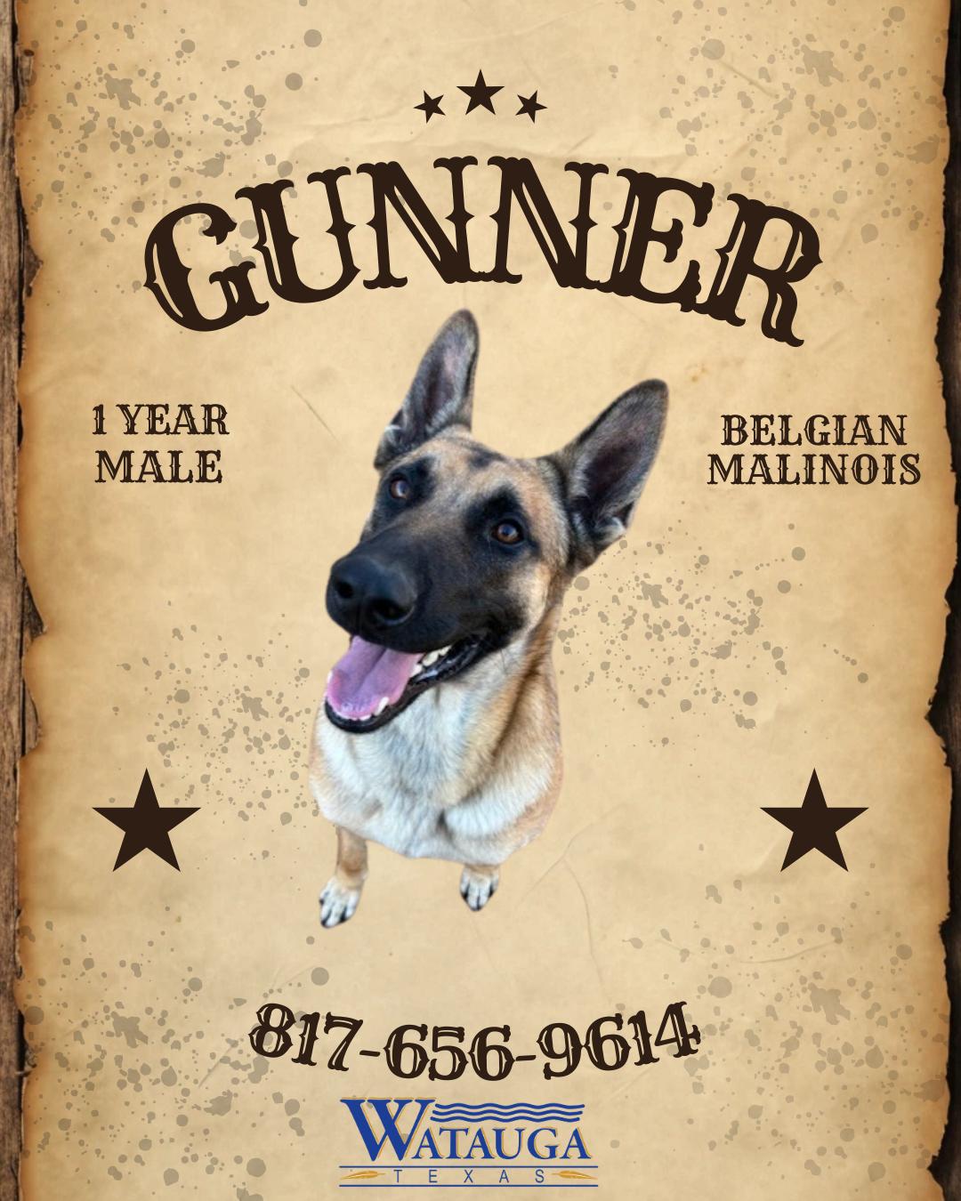 Gunner, ADOPTABLE, Adult Male Belgian Shepherd / Malinois.