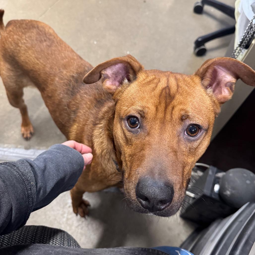 Enlarge Rocket, a Adoptable Mixed Breed in Rock Falls, IL image 1/1