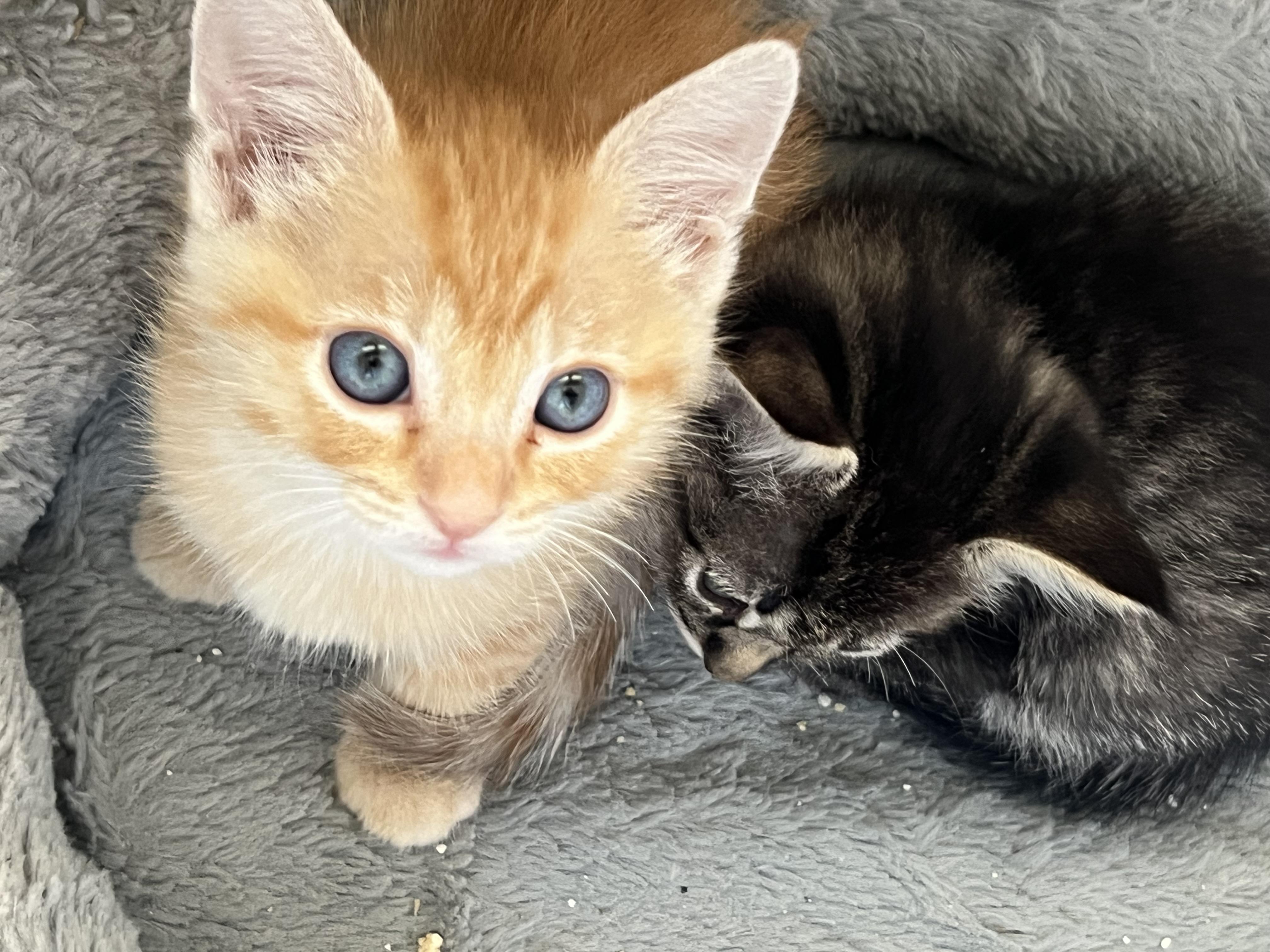 Biscuit, an adopted Tabby in Los Angeles, CA image 3/4