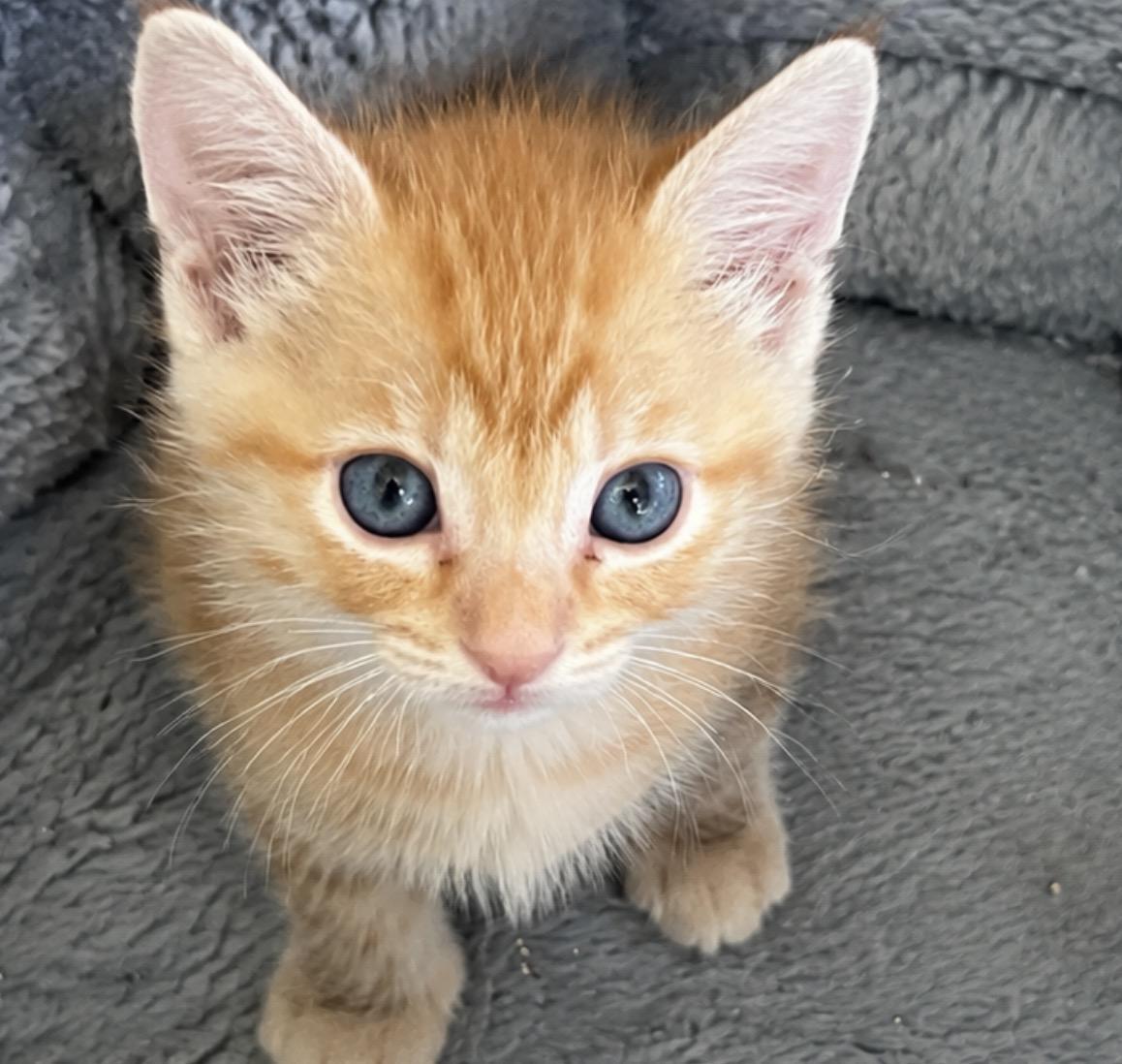 Biscuit, adopted, Kitten Male Tabby.