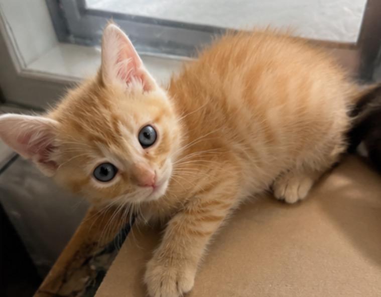 Biscuit, an adopted Tabby in Los Angeles, CA image 2/4