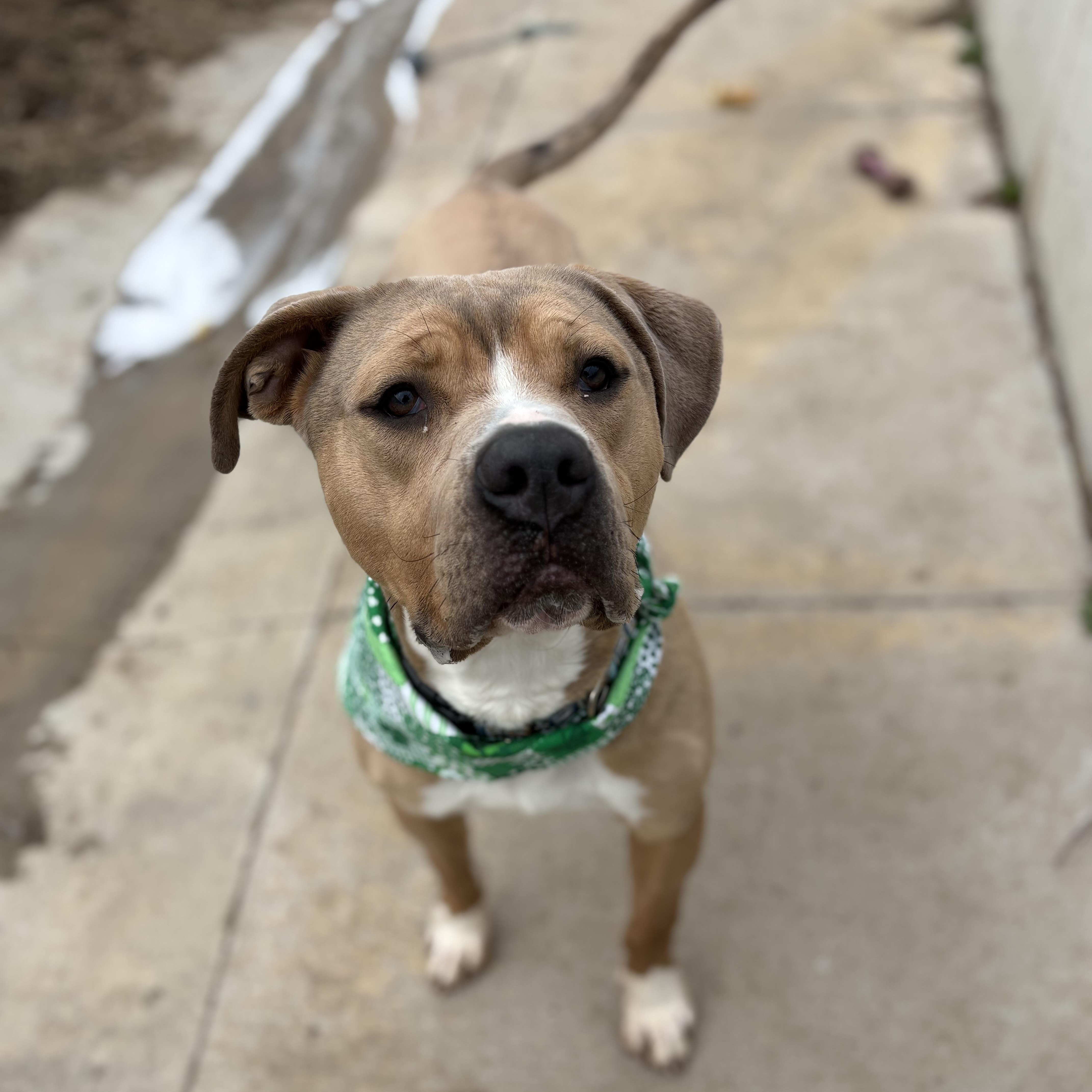 Hooch, an adopted Mixed Breed in Atchison, KS image 6/6