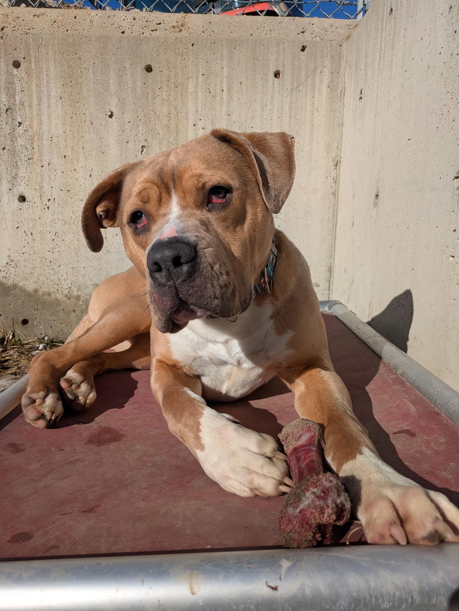 Hooch, an adopted Mixed Breed in Atchison, KS image 4/6