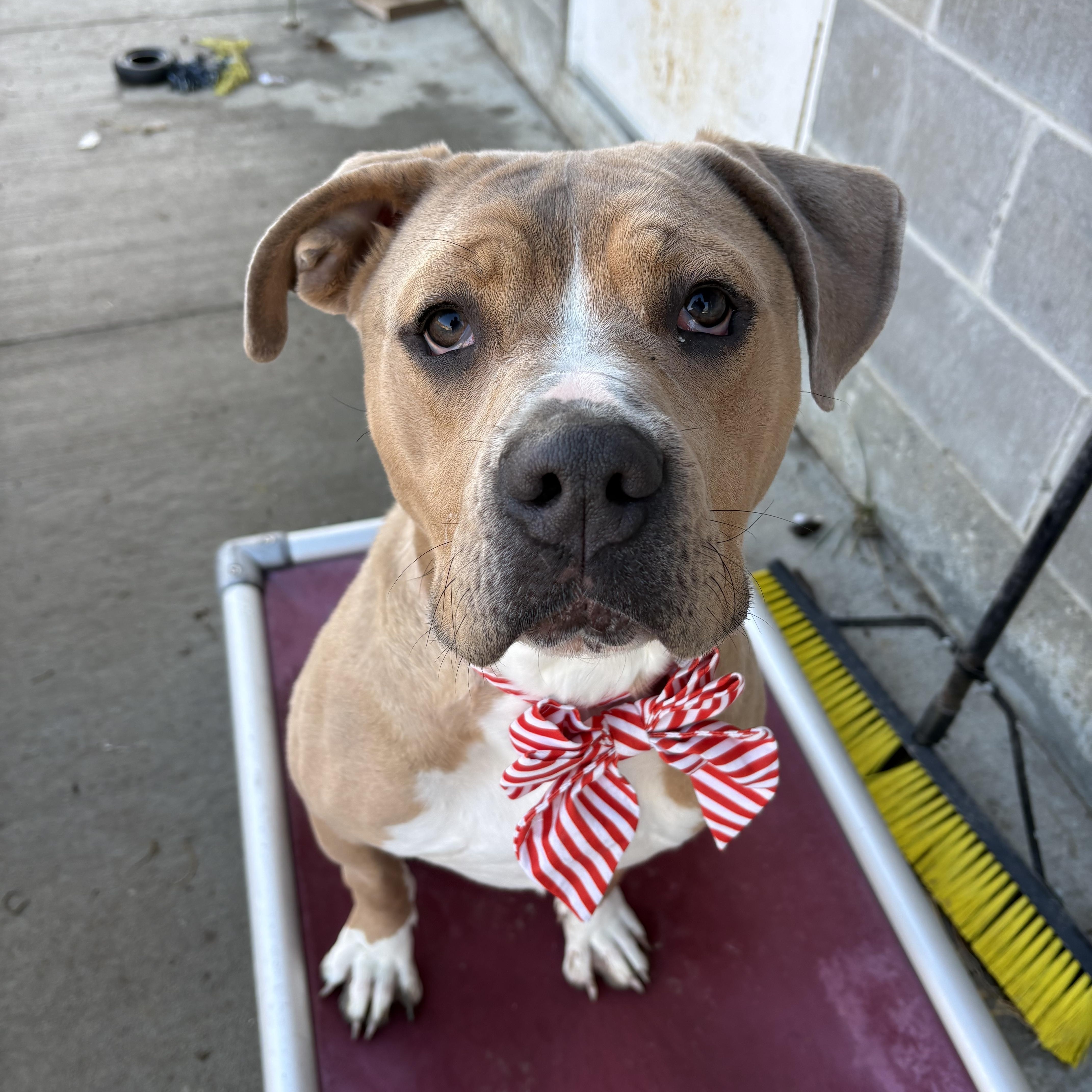 Hooch, an adopted Mixed Breed in Atchison, KS image 5/6