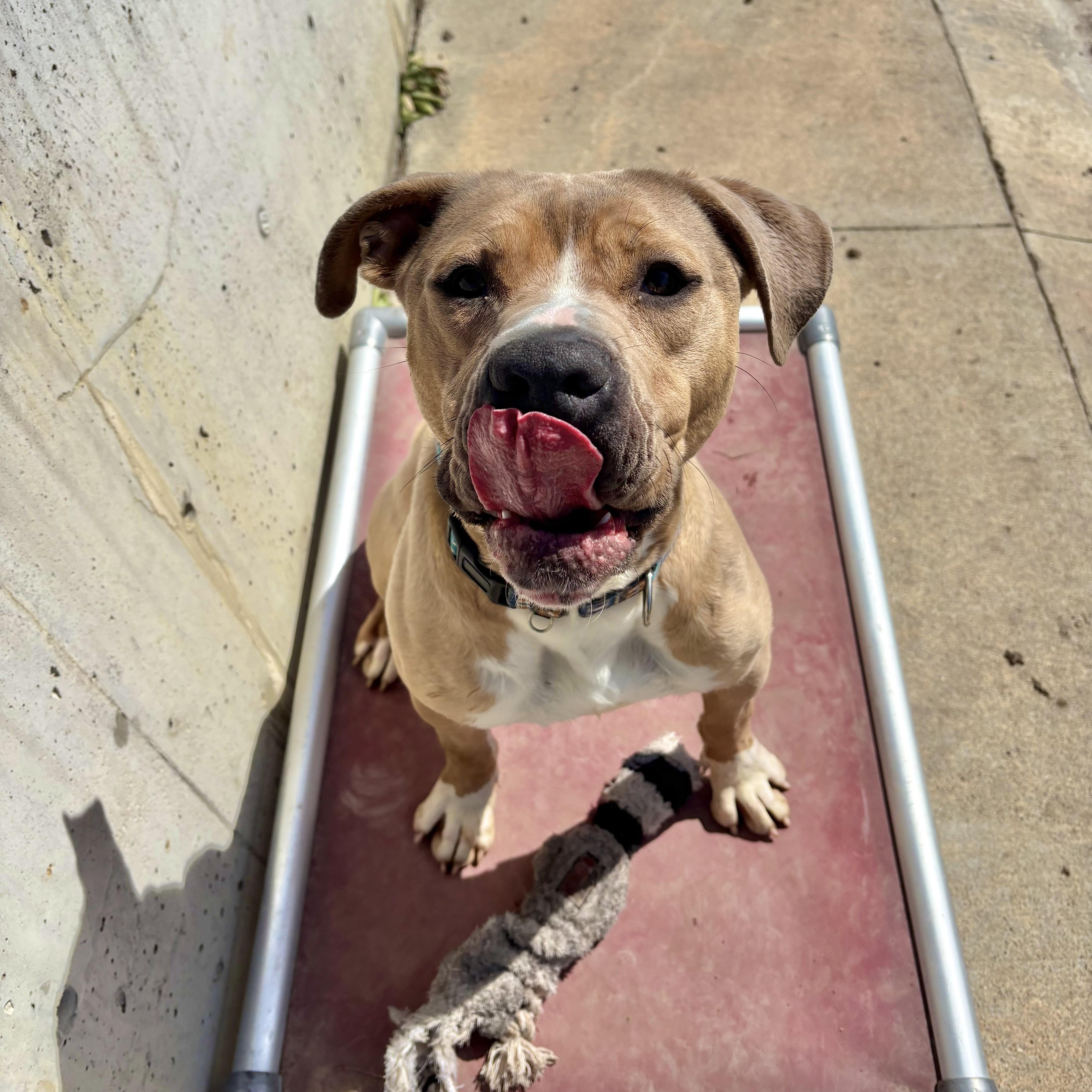 Hooch, an adopted Mixed Breed in Atchison, KS image 3/6