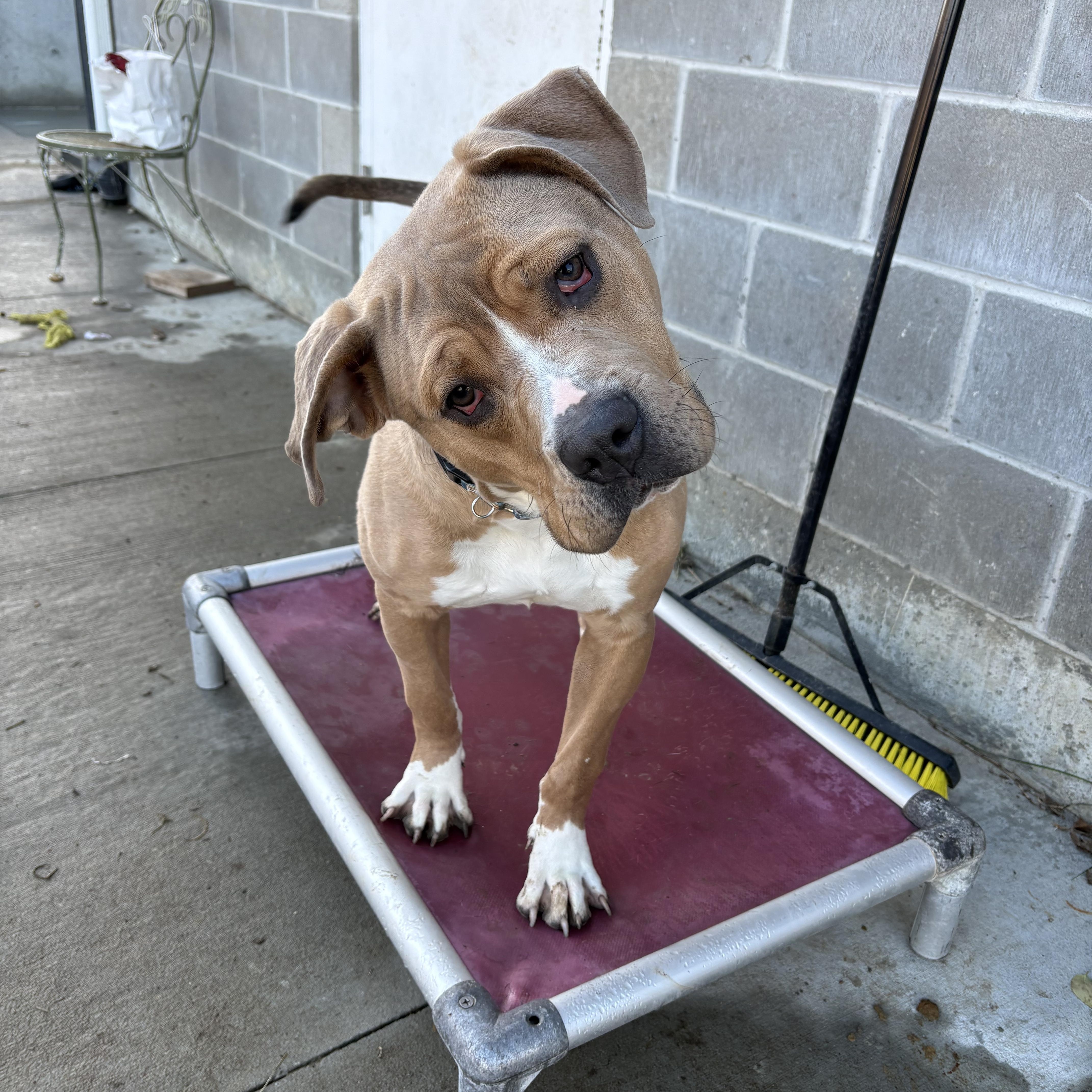 Hooch, adopted, Young Male Mixed Breed.
