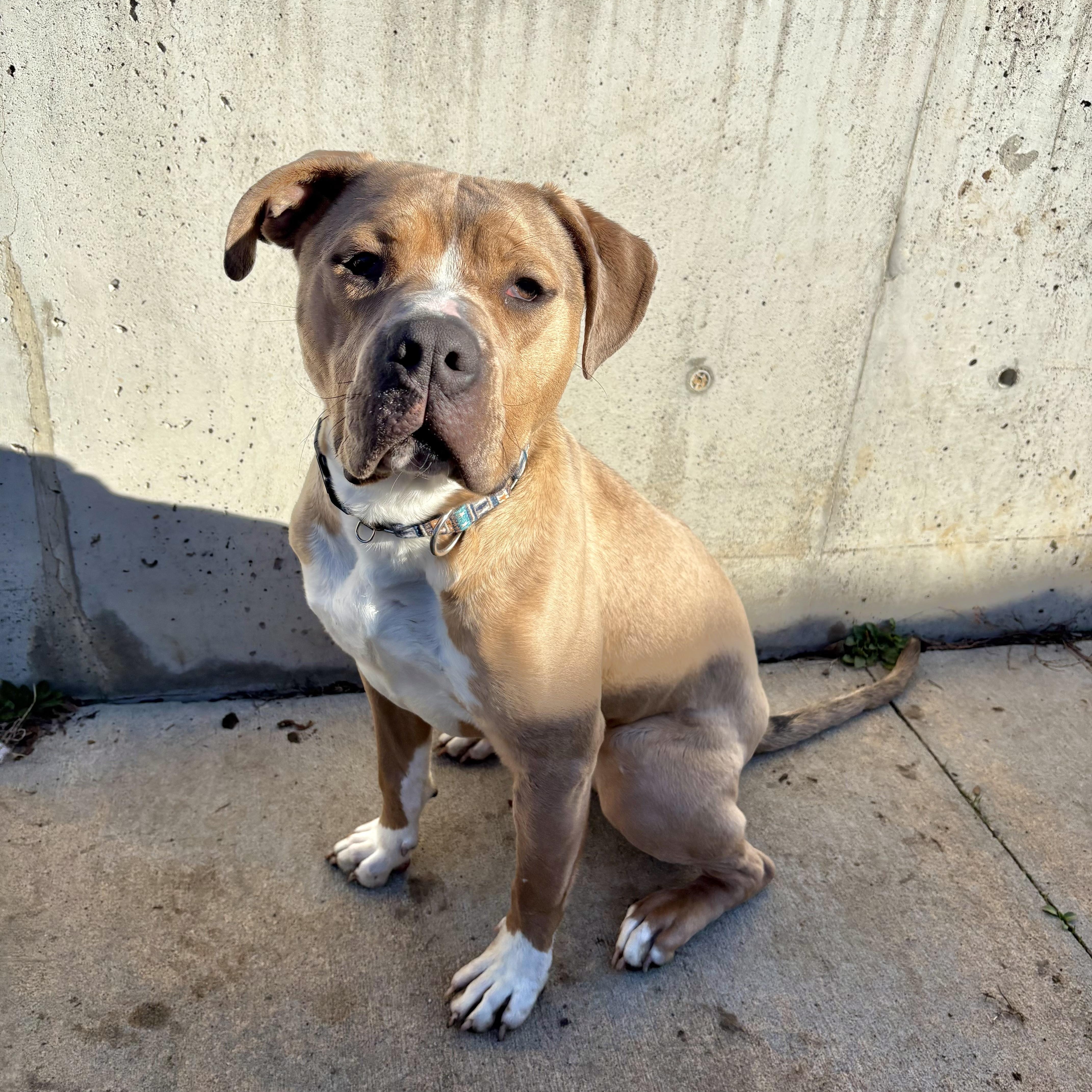 Hooch, an adopted Mixed Breed in Atchison, KS image 2/6