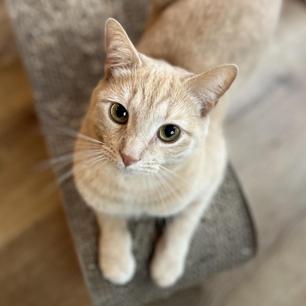 Clark, a Adoptable Domestic Short Hair in Simpsonville, SC image 1/6