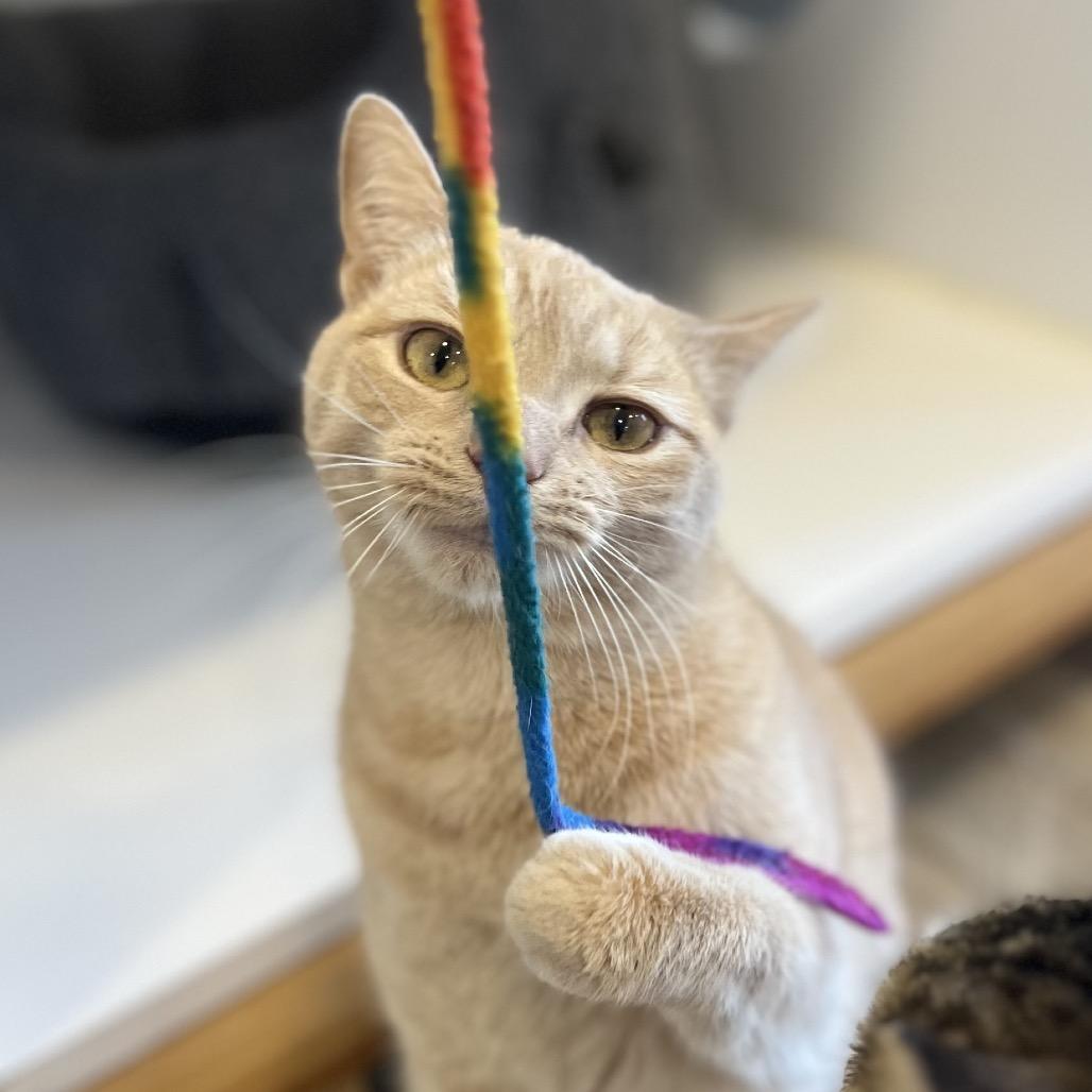 Clark, a Adoptable Domestic Short Hair in Simpsonville, SC image 2/6