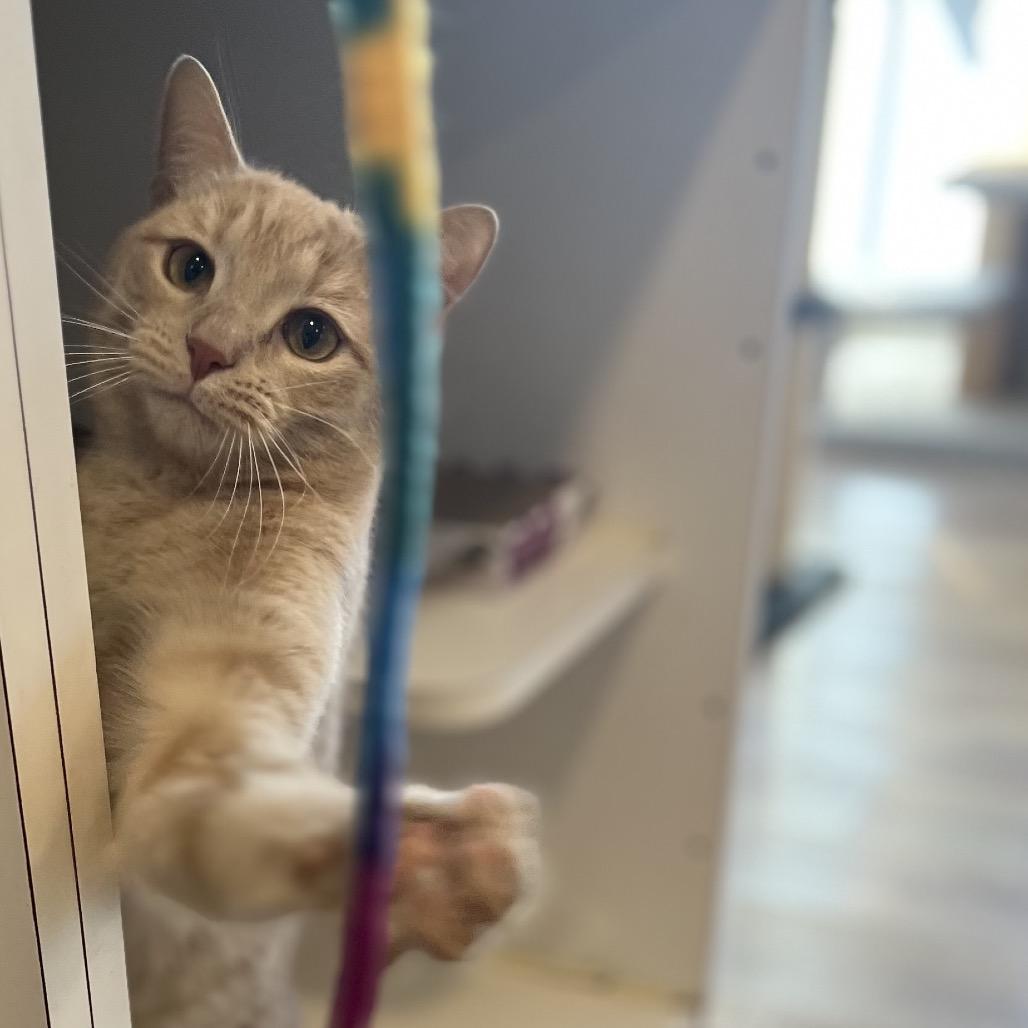 Clark, a Adoptable Domestic Short Hair in Simpsonville, SC image 3/6