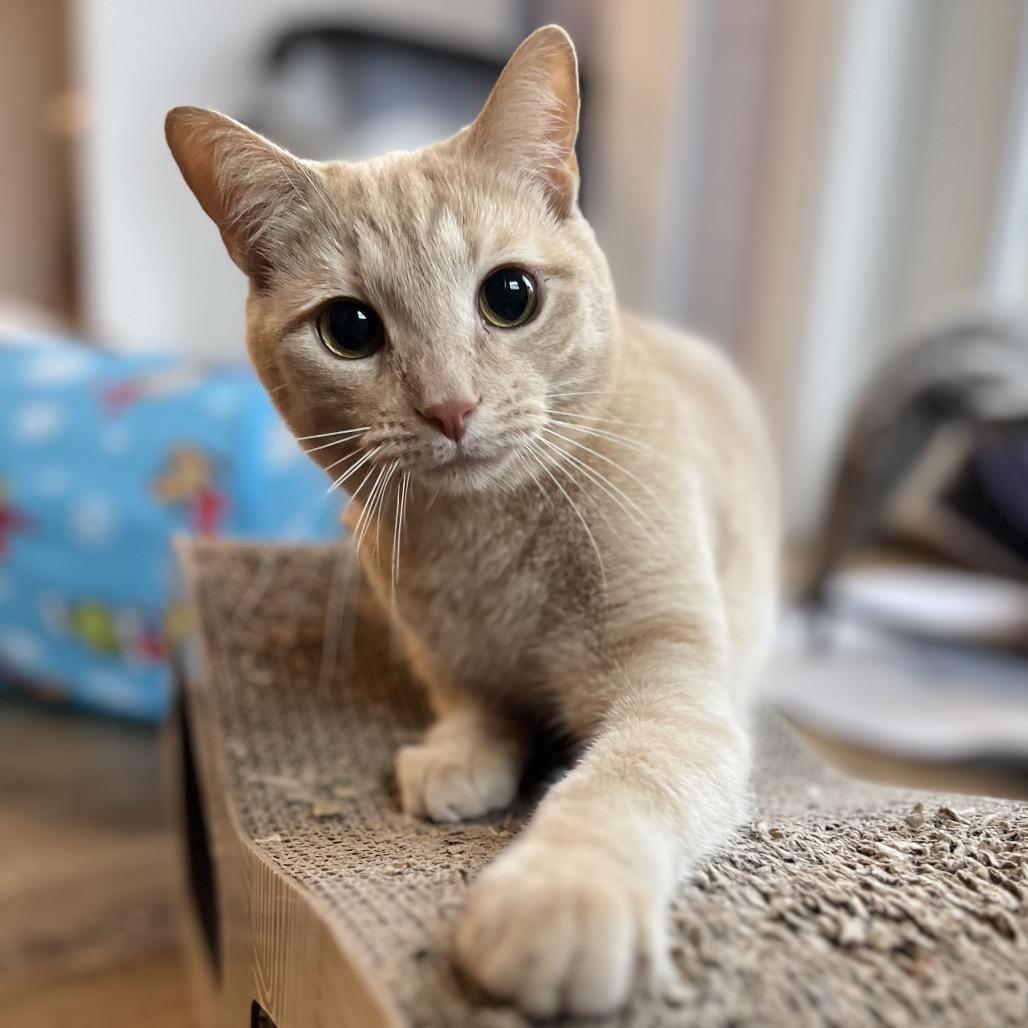 Clark, a Adoptable Domestic Short Hair in Simpsonville, SC image 4/6