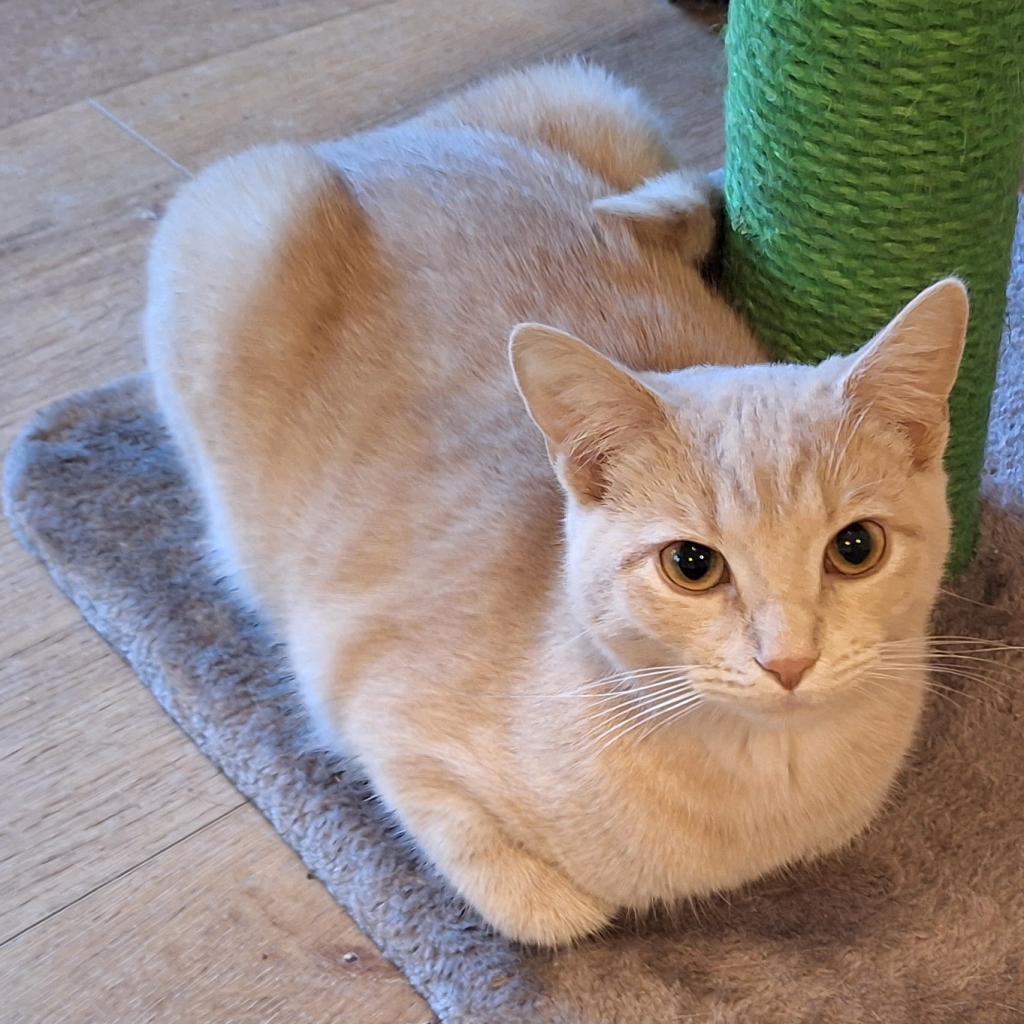 Clark, a Adoptable Domestic Short Hair in Simpsonville, SC image 5/6