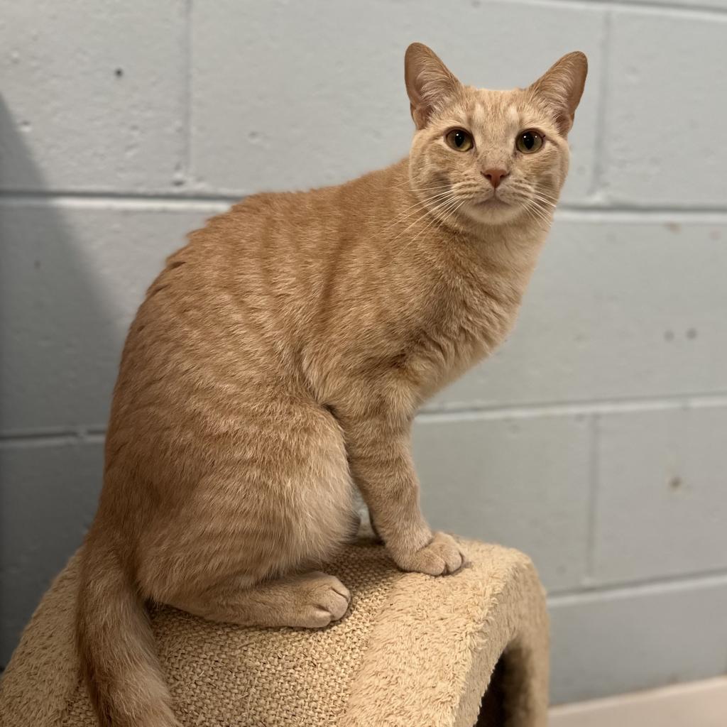 Clark, a Adoptable Domestic Short Hair in Simpsonville, SC image 6/6