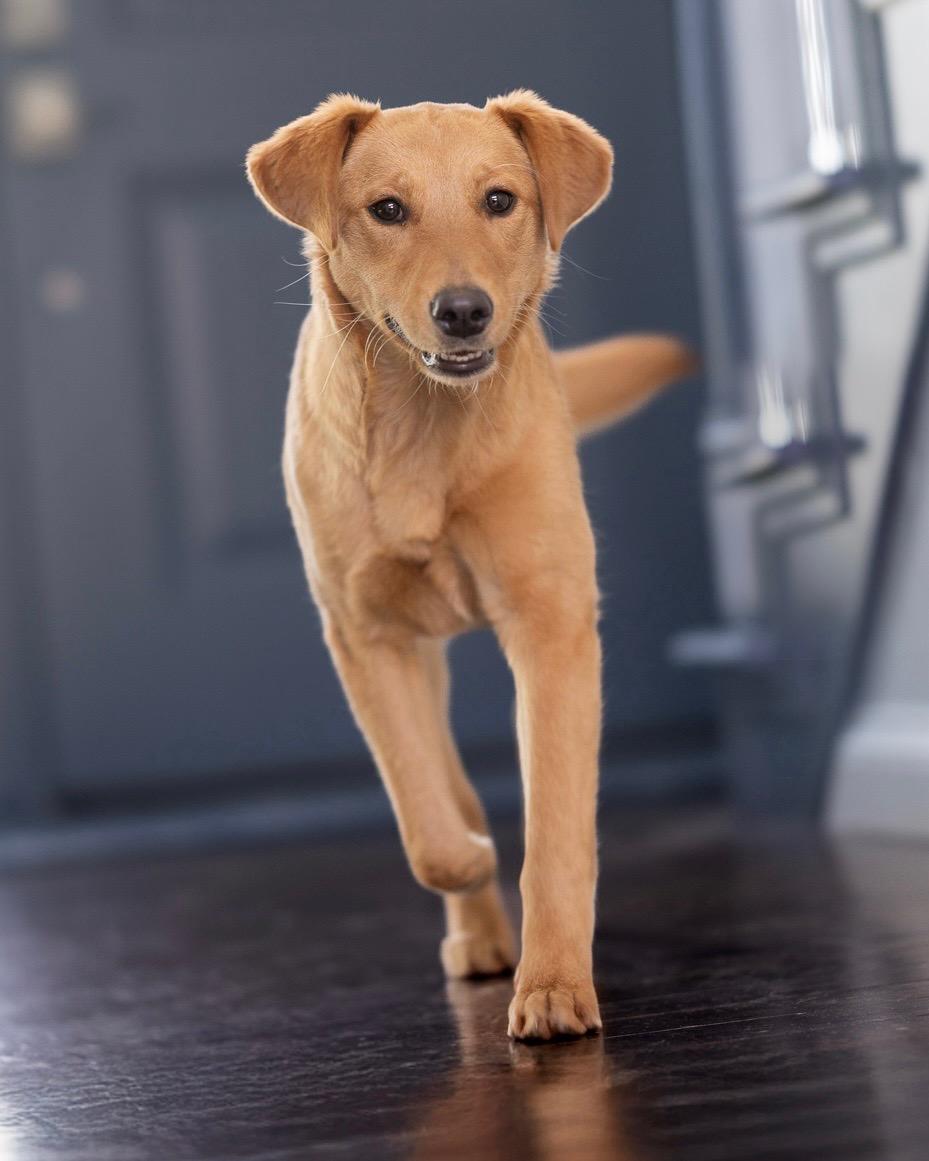 Zero, a Adopted mixed breed in Des Peres, MO image 1/4