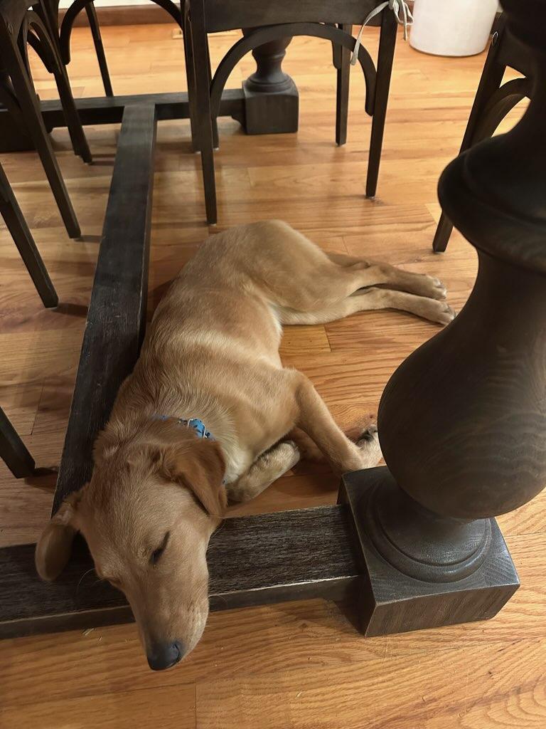 Zero, a Adopted mixed breed in Des Peres, MO image 3/4