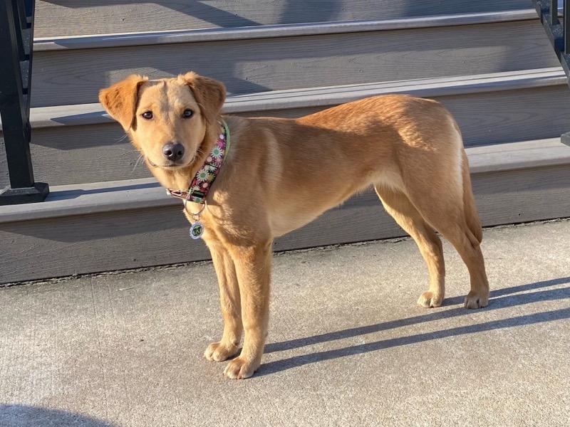 Zero, a Adopted mixed breed in Des Peres, MO image 4/4