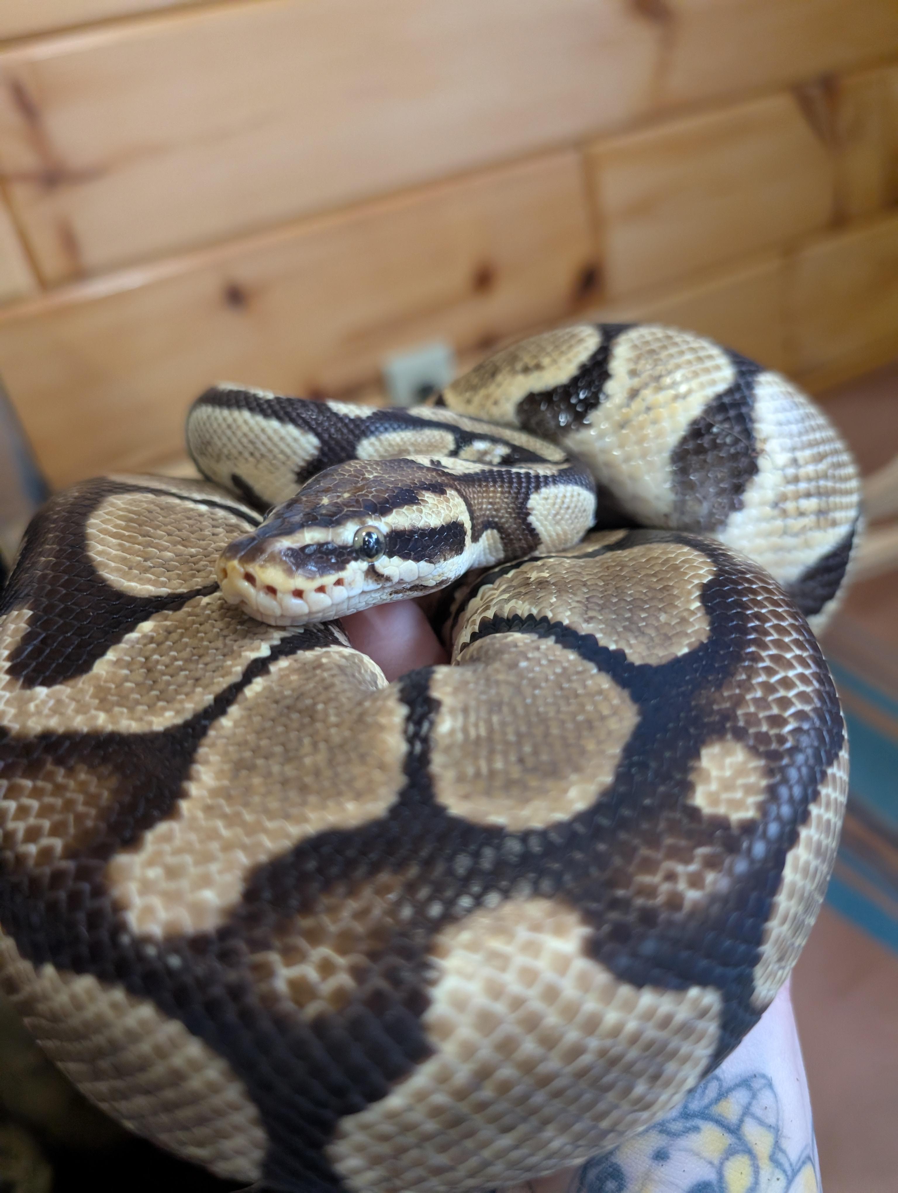 Enlarge Ziva, a Adopted Ball Python in Merrill, MI image 2/5