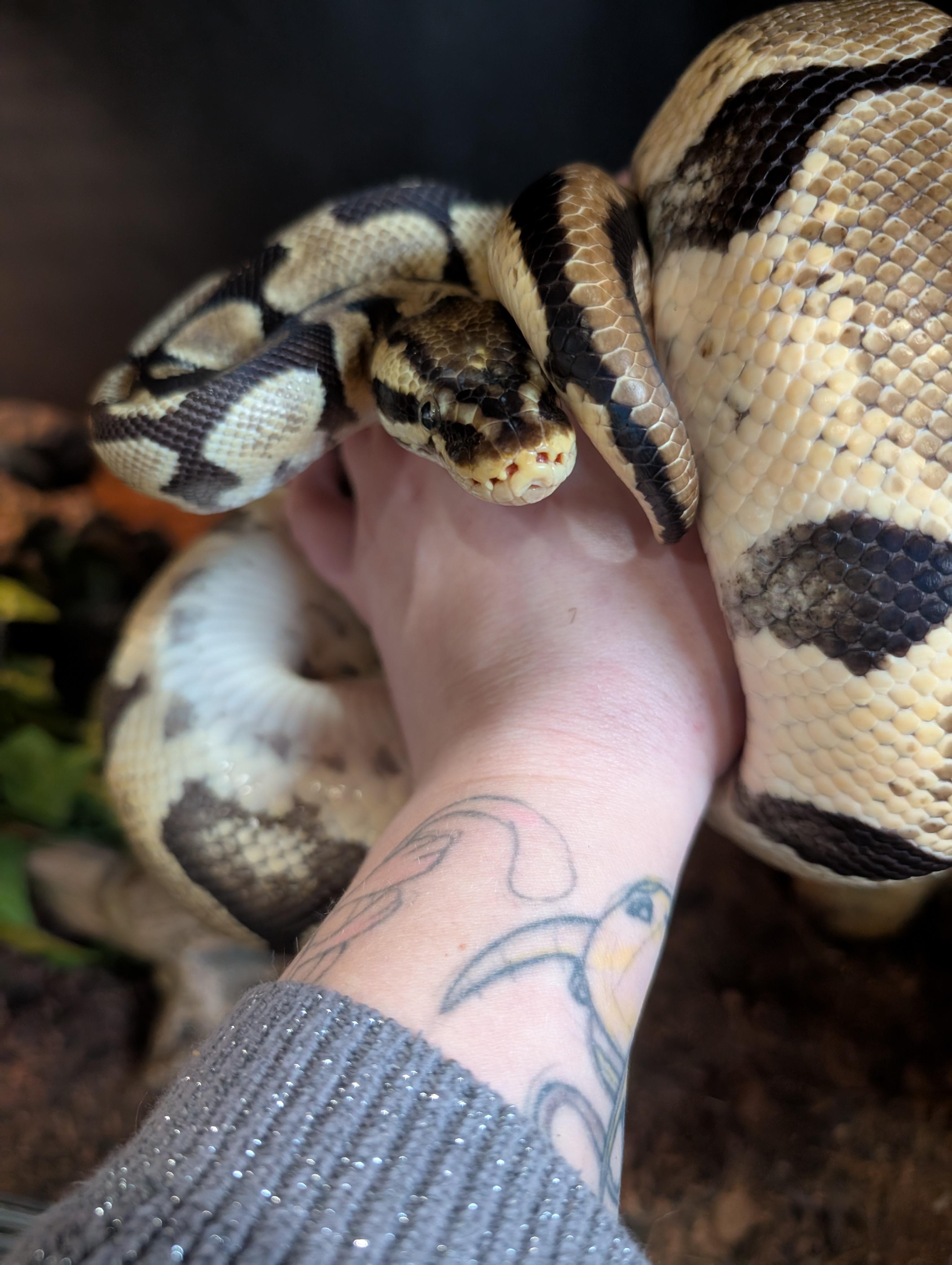 Enlarge Ziva, a Adopted Ball Python in Merrill, MI image 3/5
